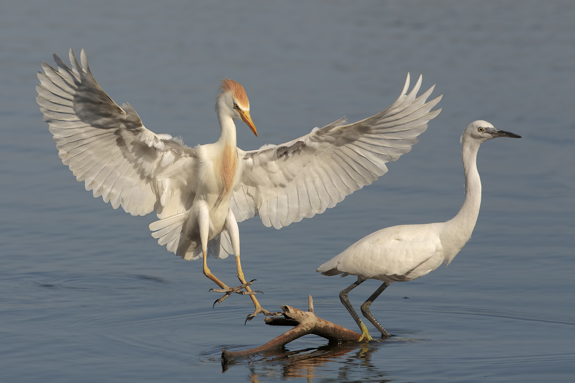 Egret and Little Egret