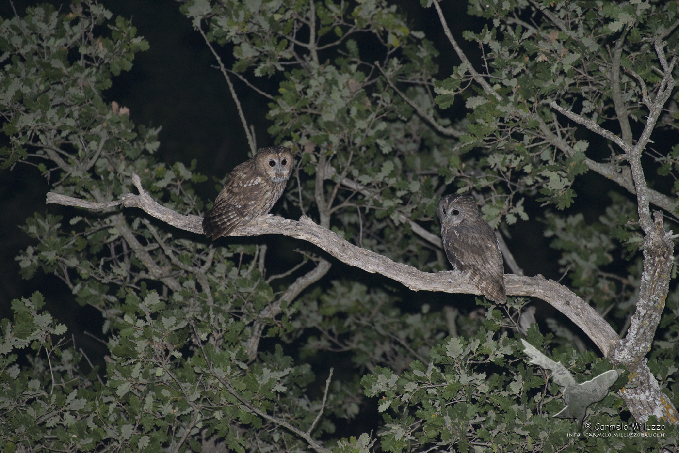Allocchi couple of Sicilians _Strix aluco_