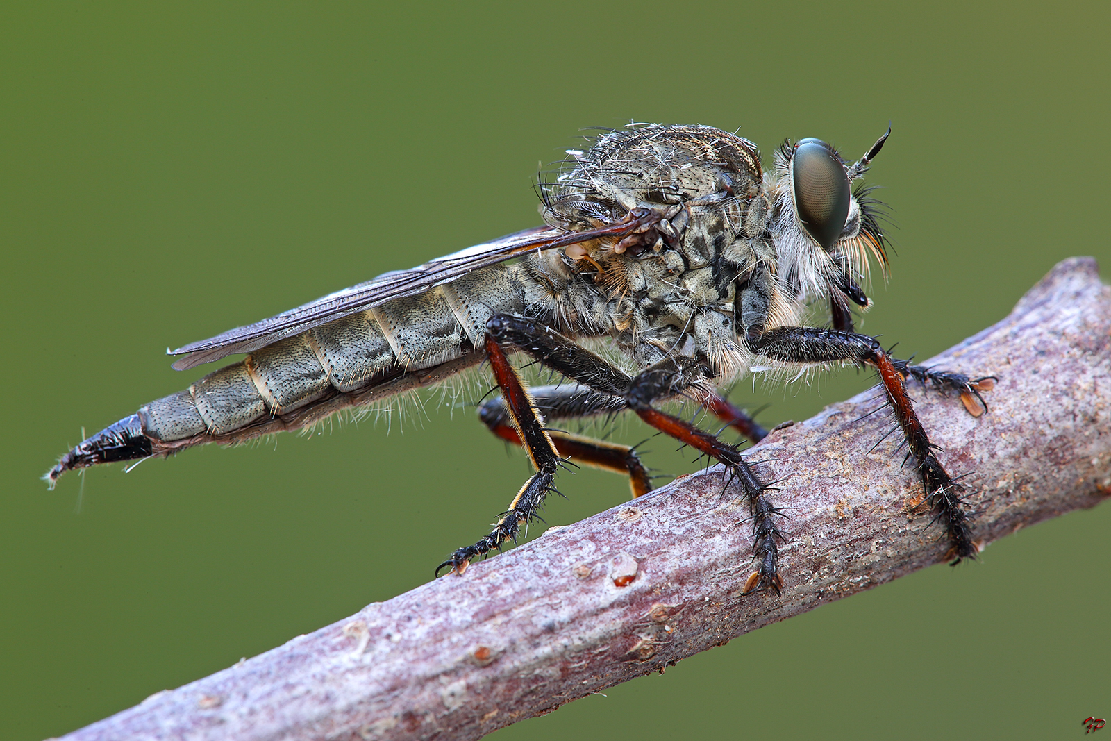 empididae Empis