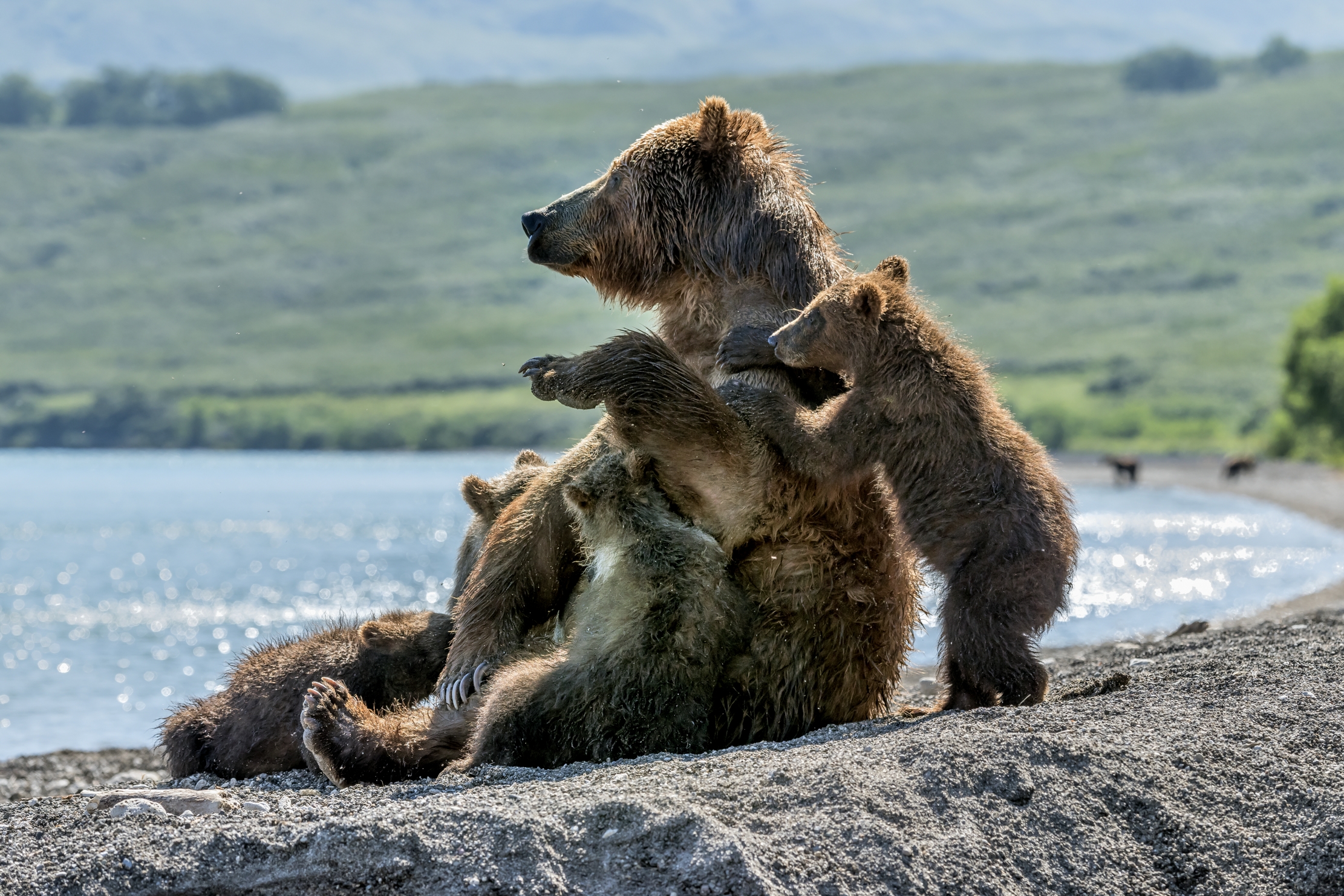 Kamchatka 2016 - Allattamento