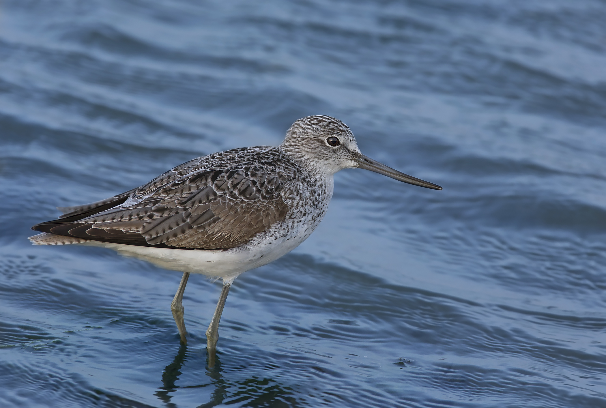 pantana in abito estivo