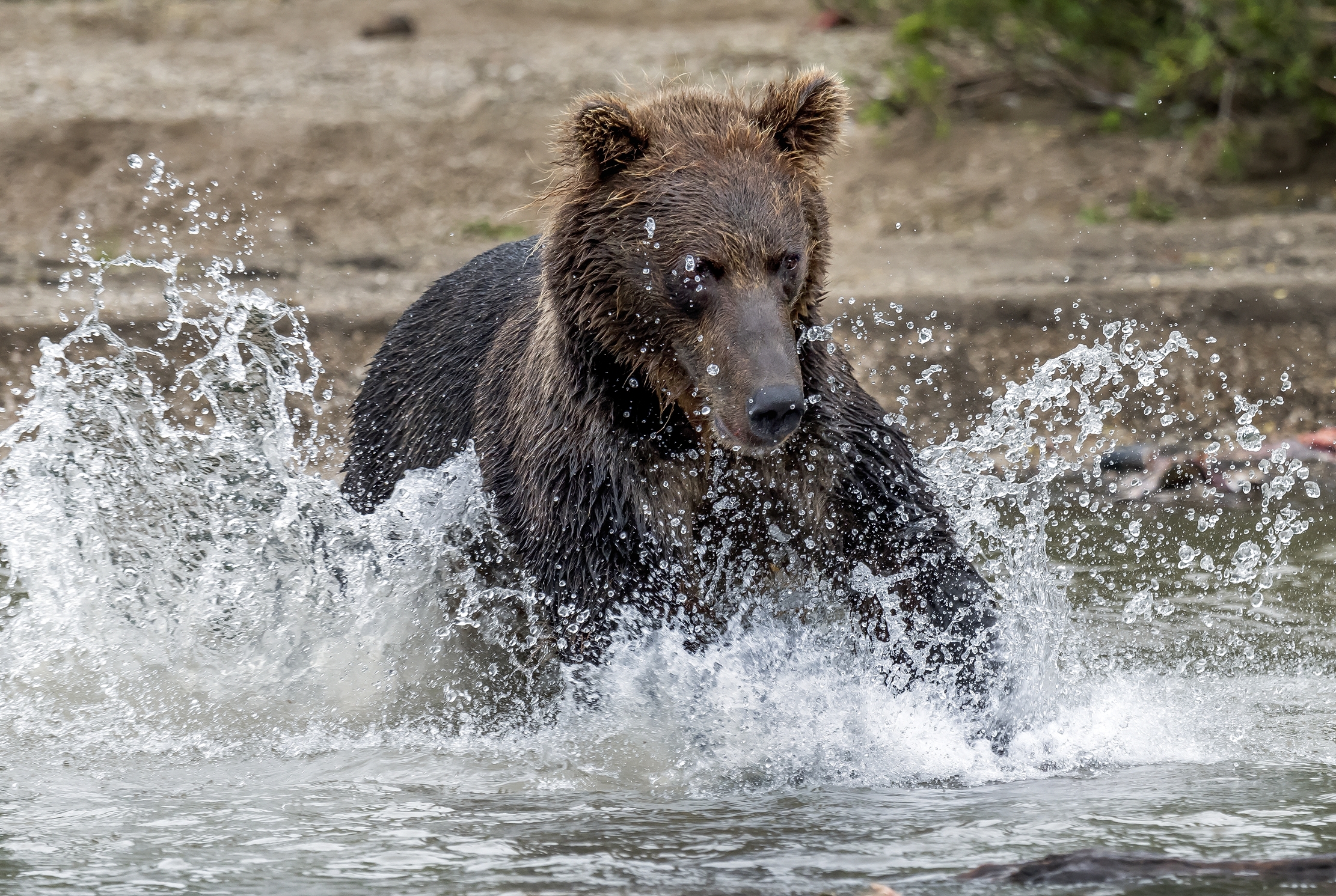 Kamchatka 2016 - Tuffo