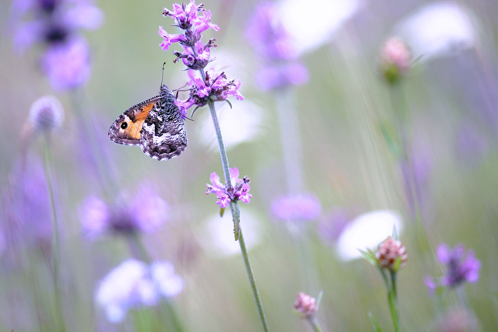 I colori della Bosnia
