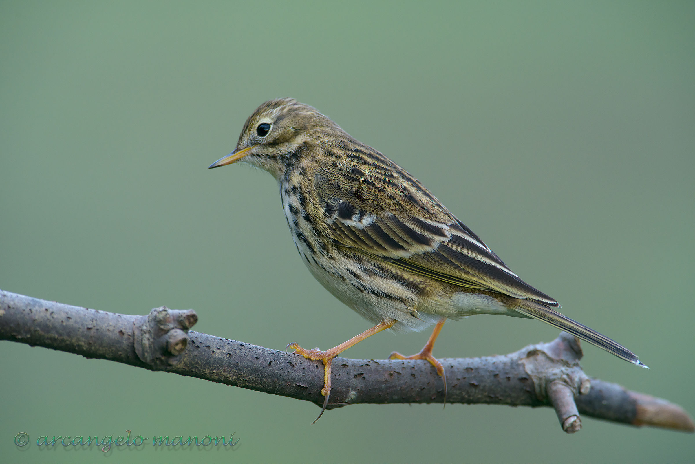La femmina della Pispola