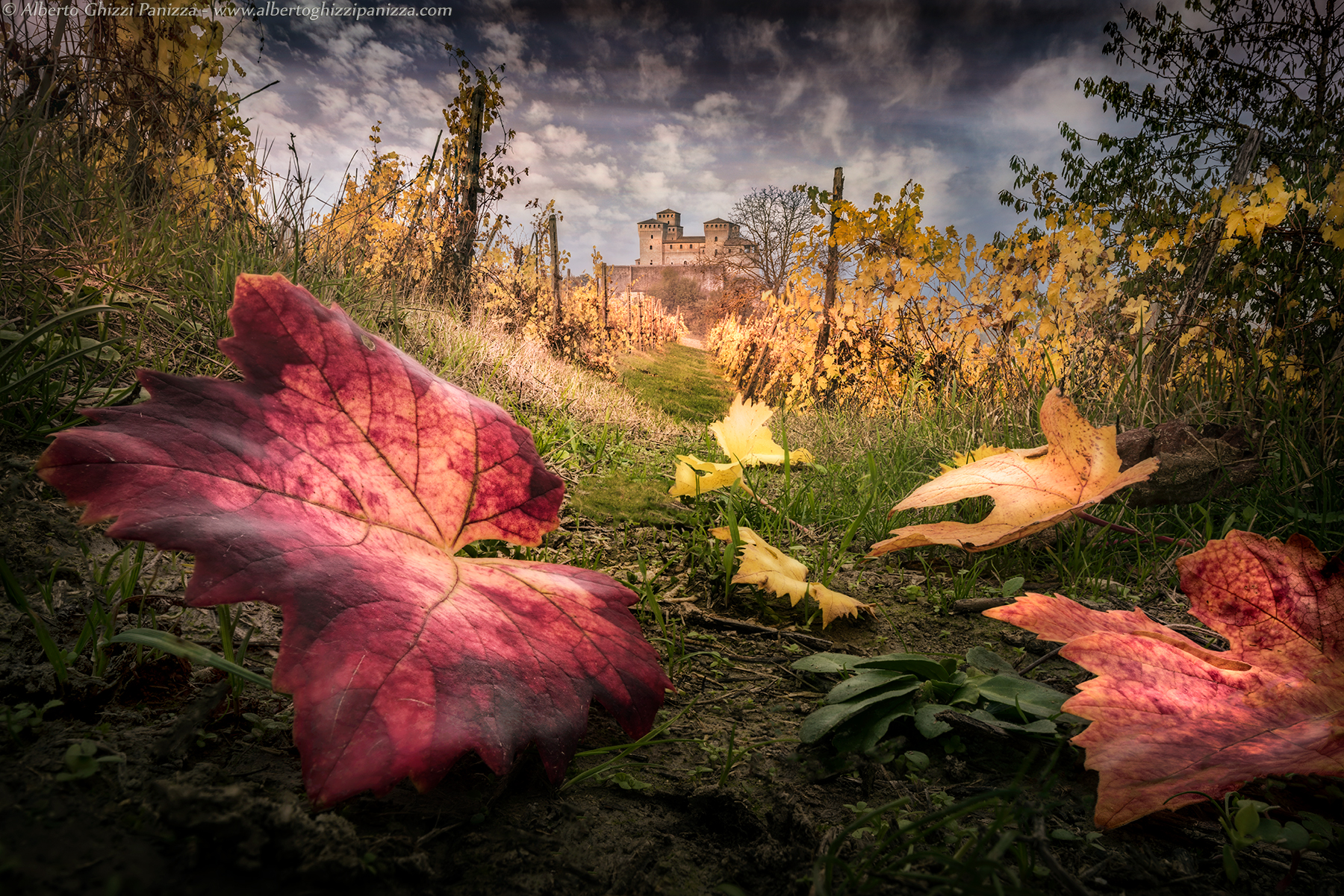 La vigna del castello