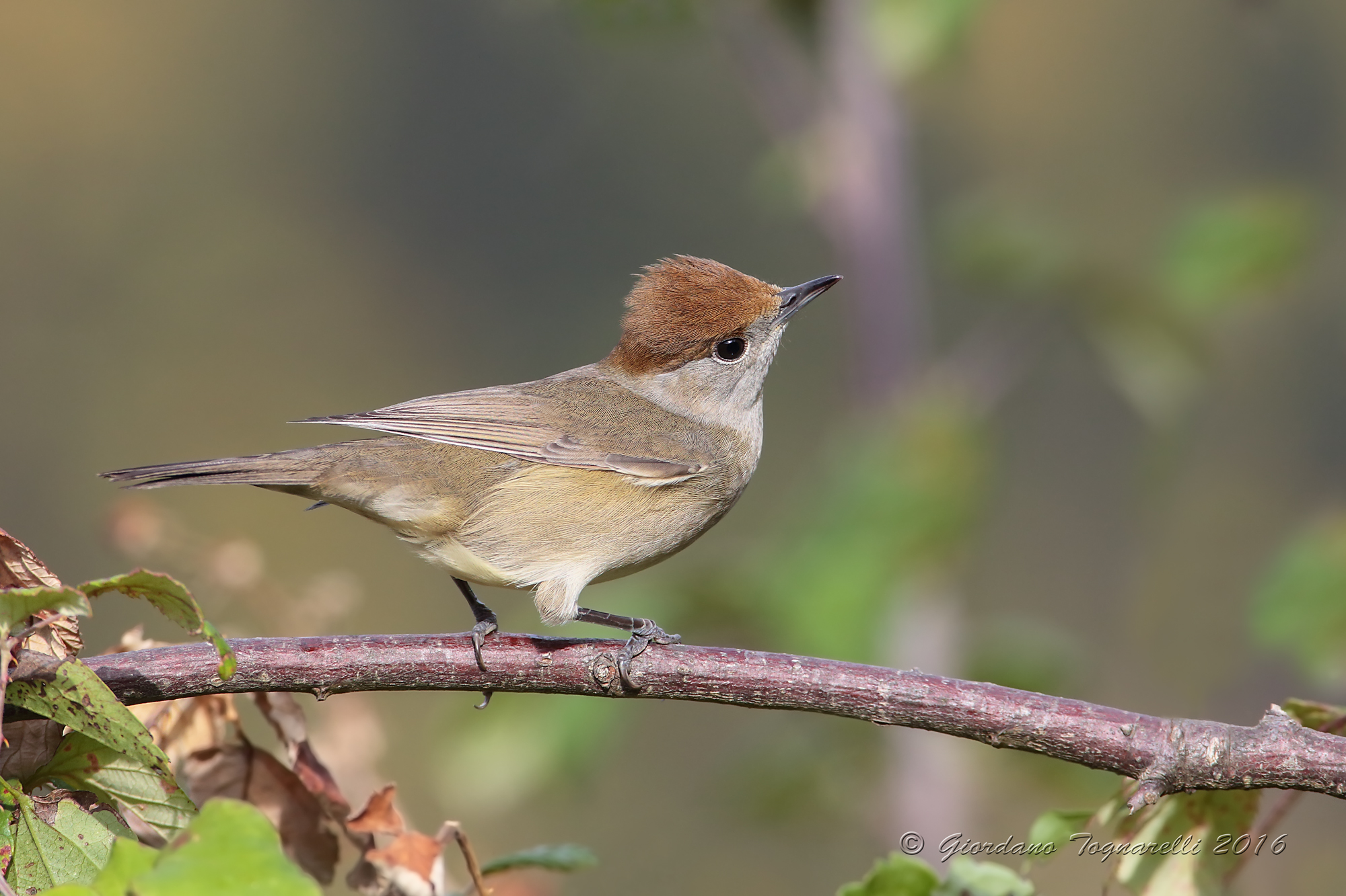 blackcap F