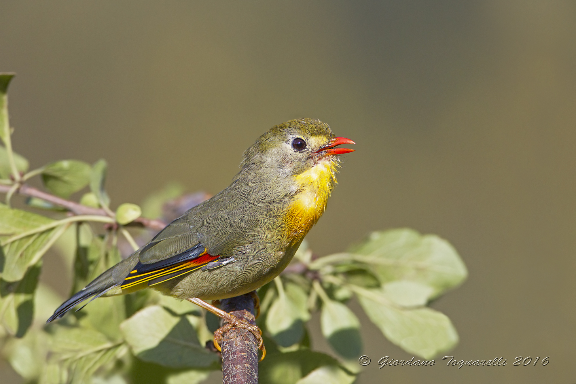 Nightingale of Japan