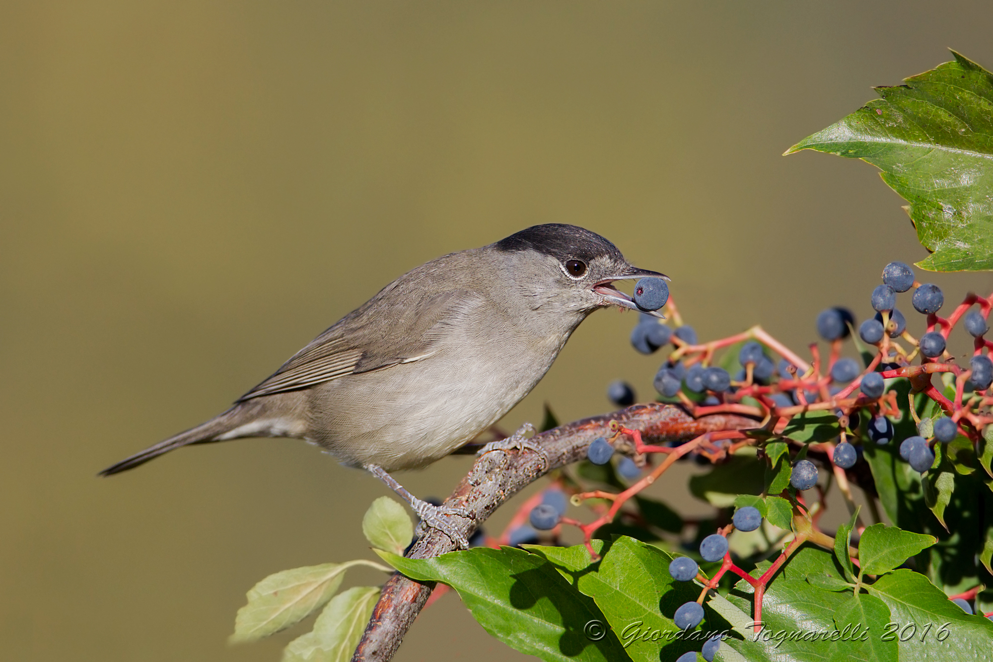 blackcap F