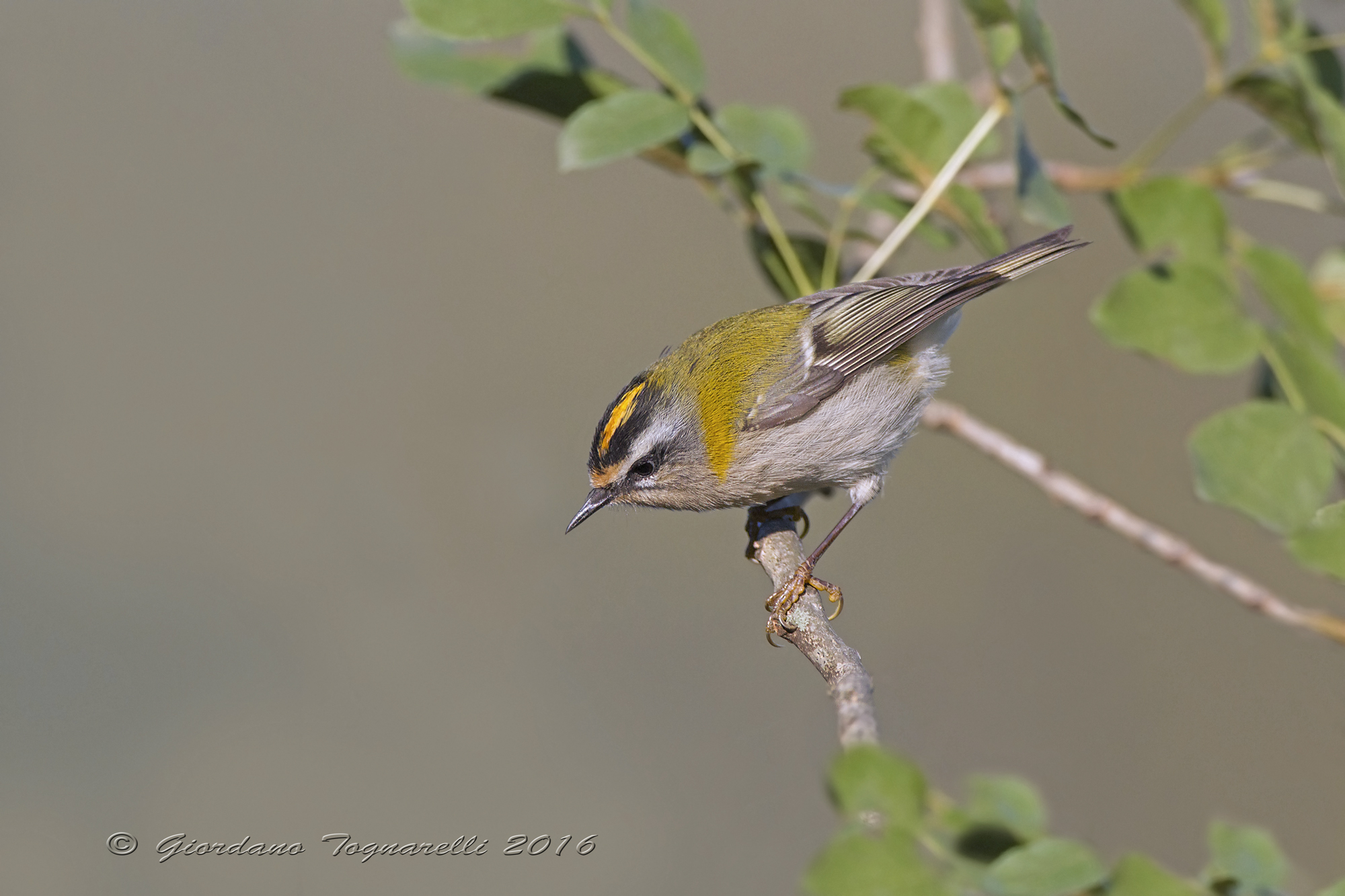 Firecrest