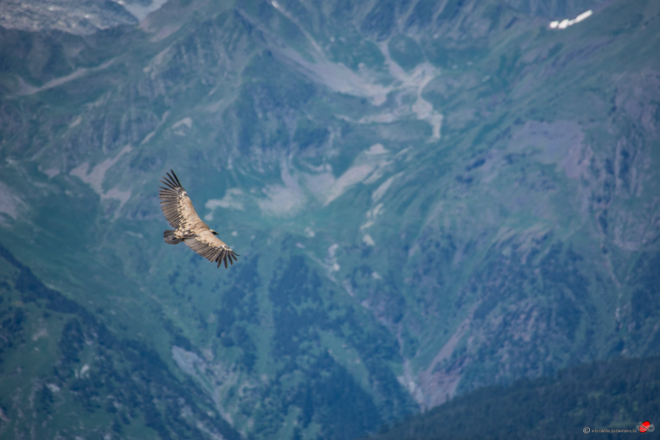 Vulture in the Pyrenees