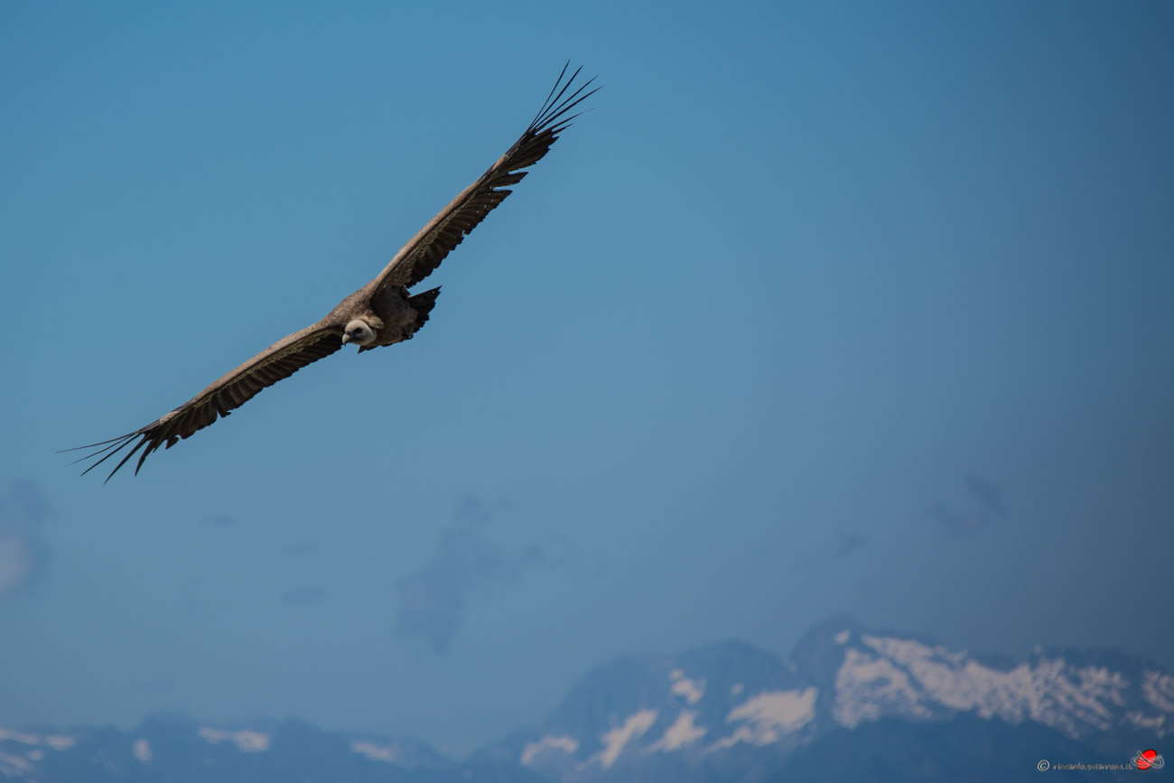 Vulture in the Pyrenees