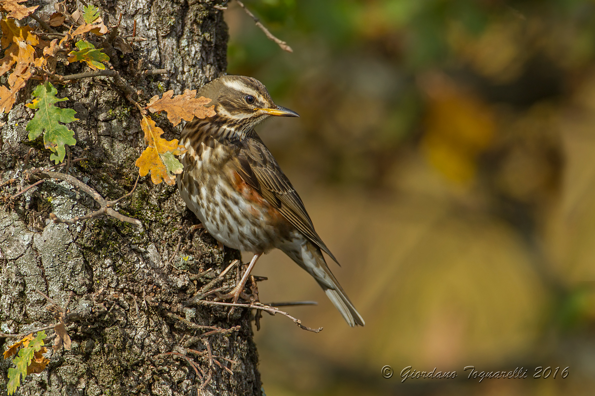 Redwing
