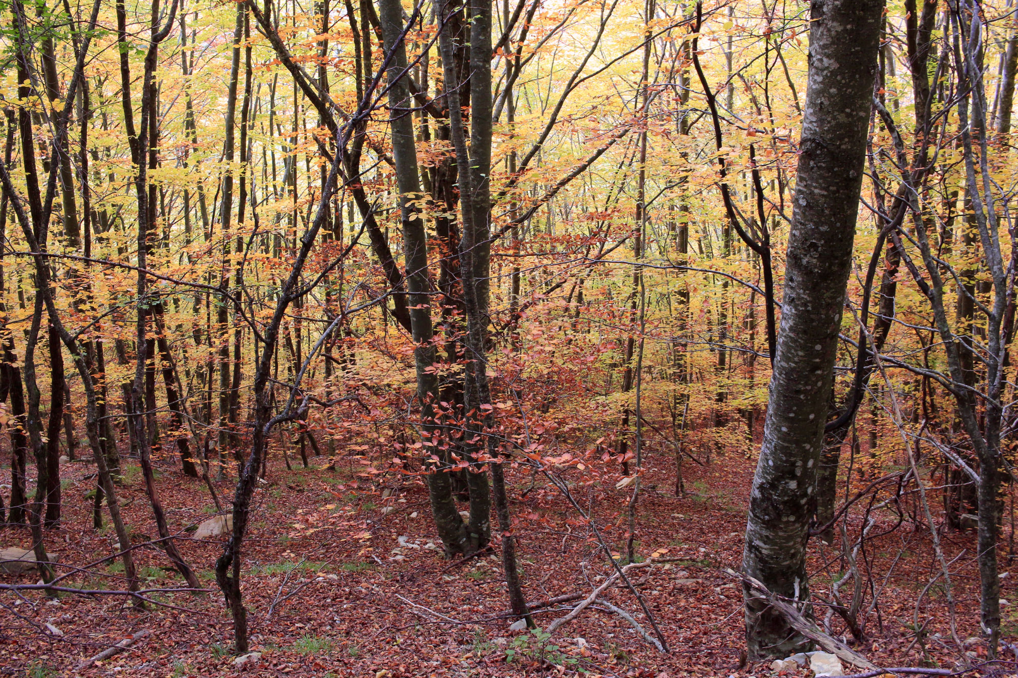 The Beeches of the Path of the Postman