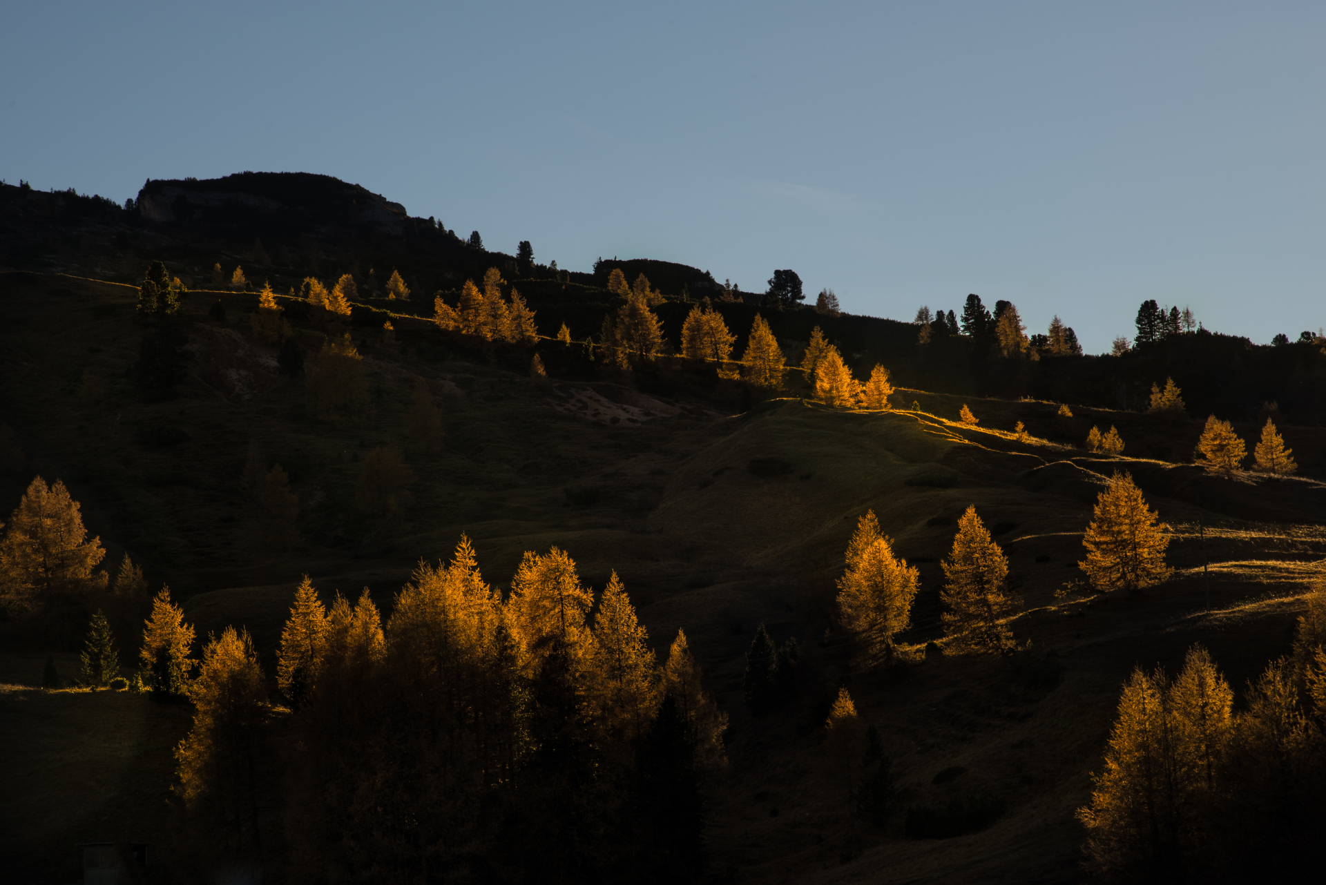 larches