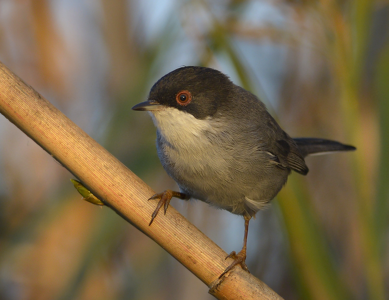 Occhiocotto alle rosse luci del tramonto.