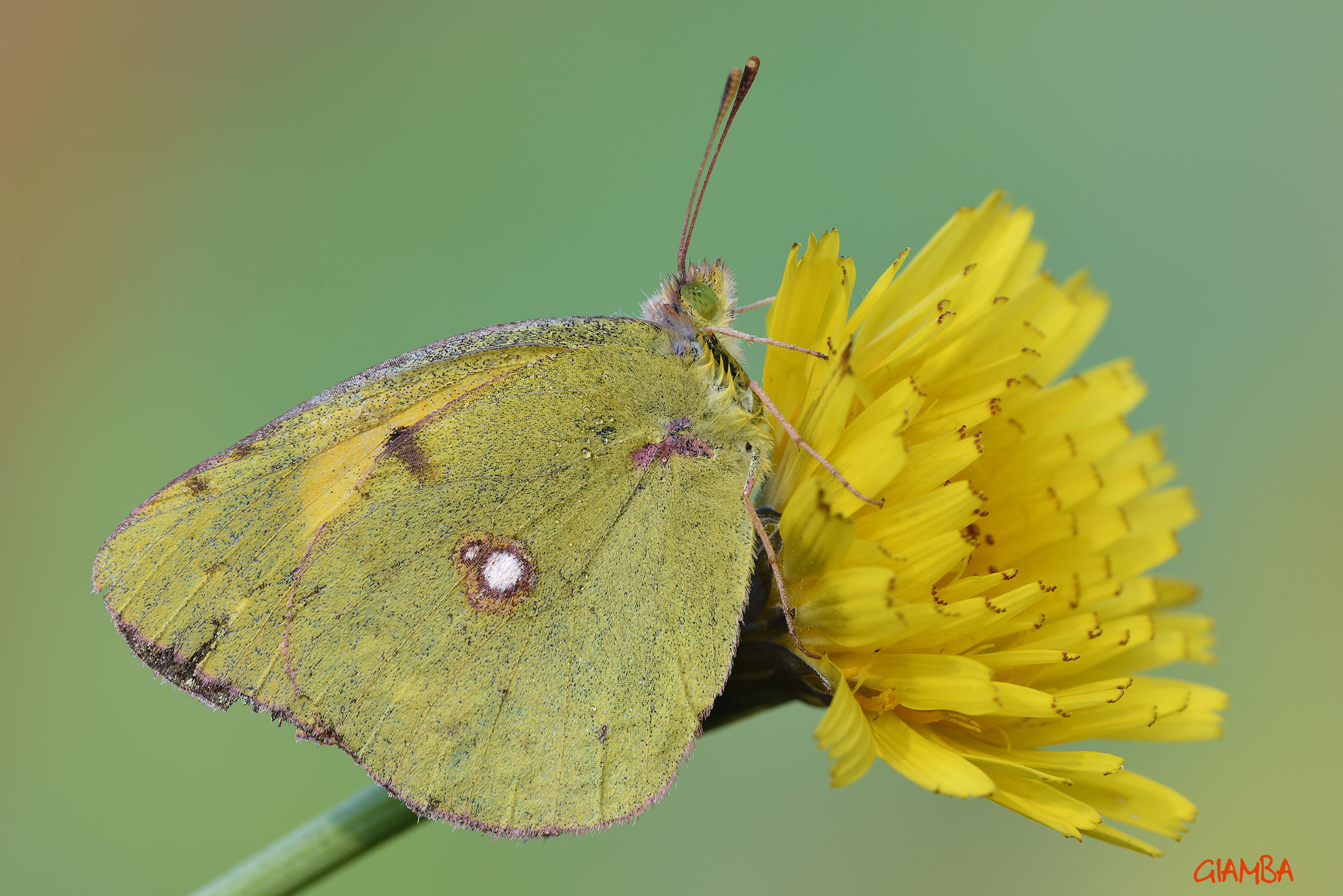 Colias