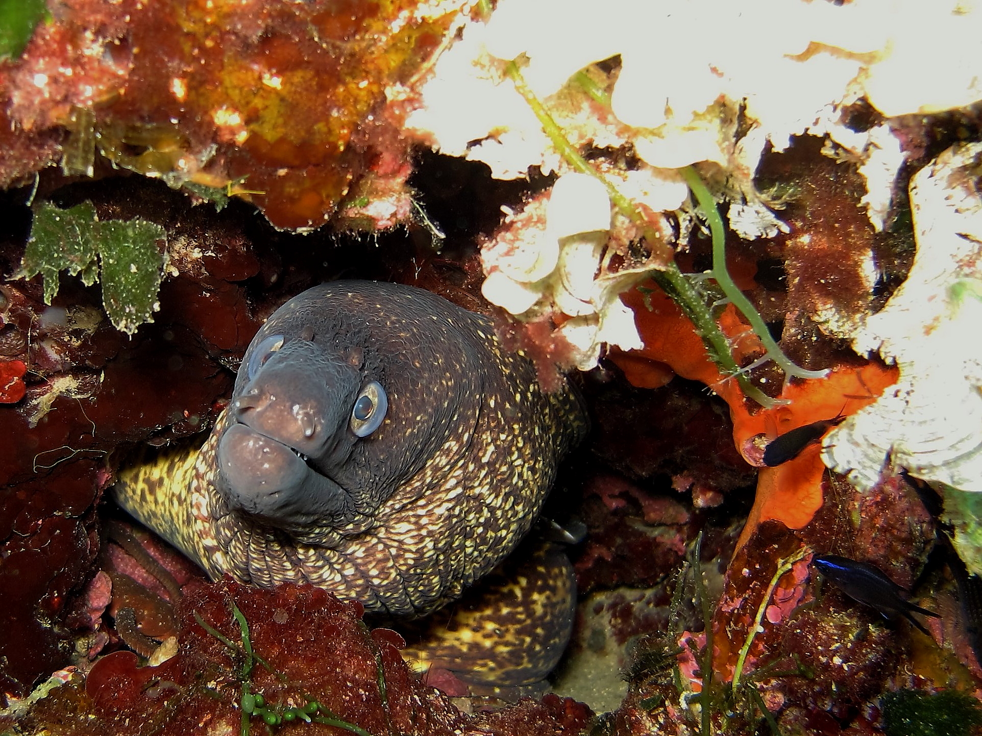 Murena di Halloween. Giannutri, Secca di Punta Secca