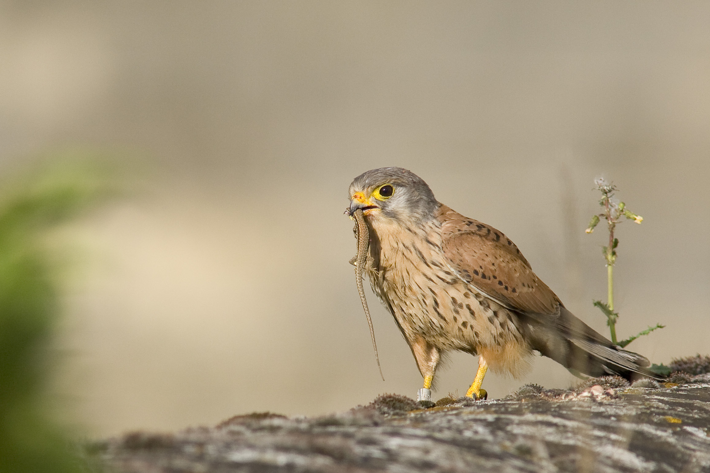 Urban kestrel