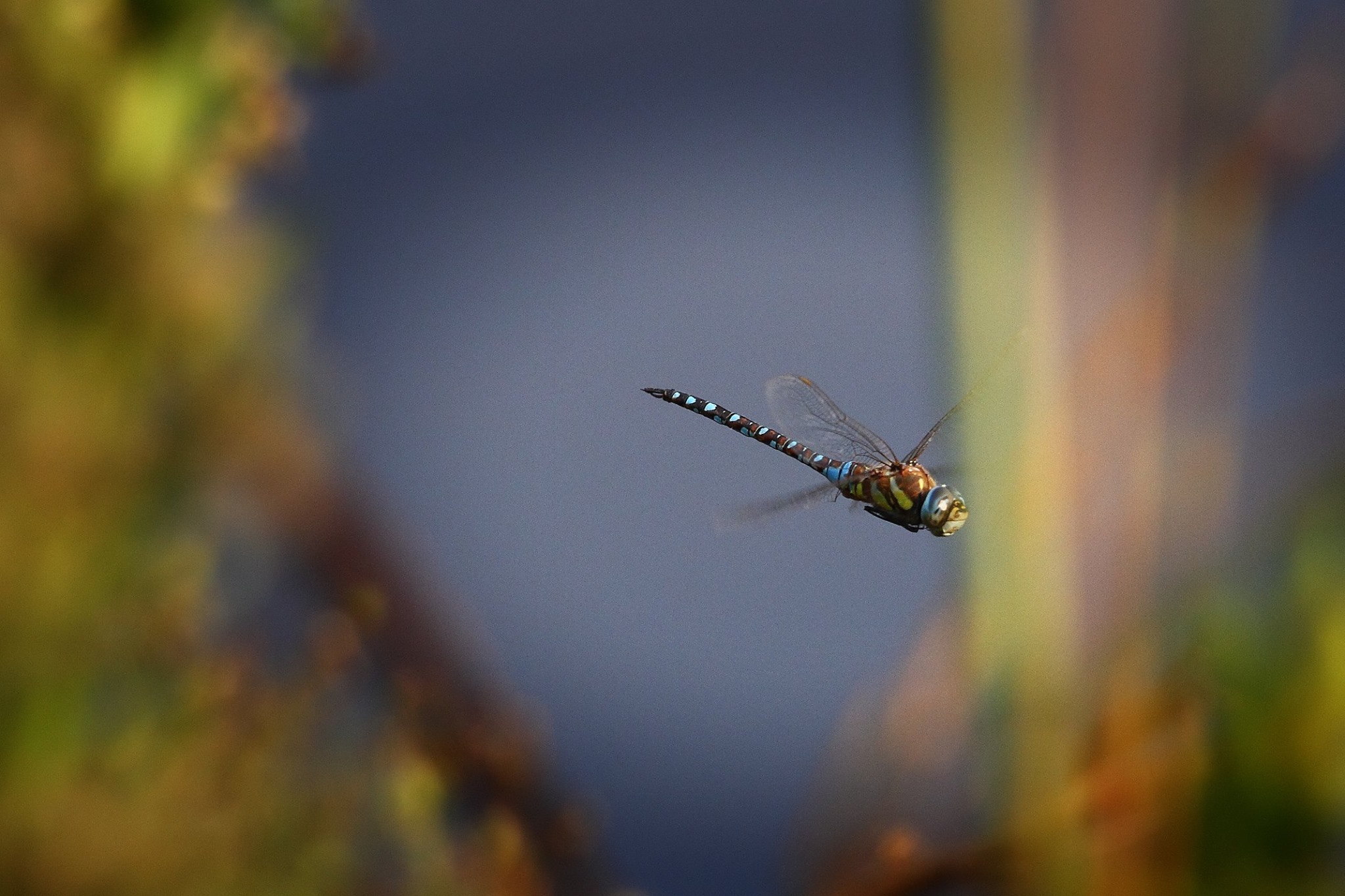 Dragonfly