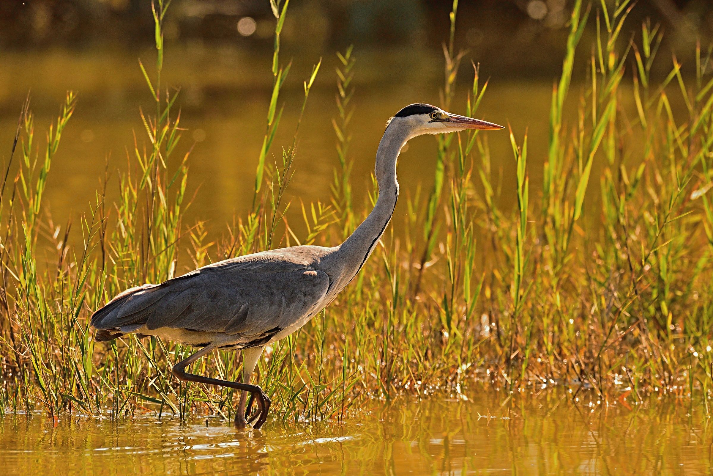 The walk of Cenerino