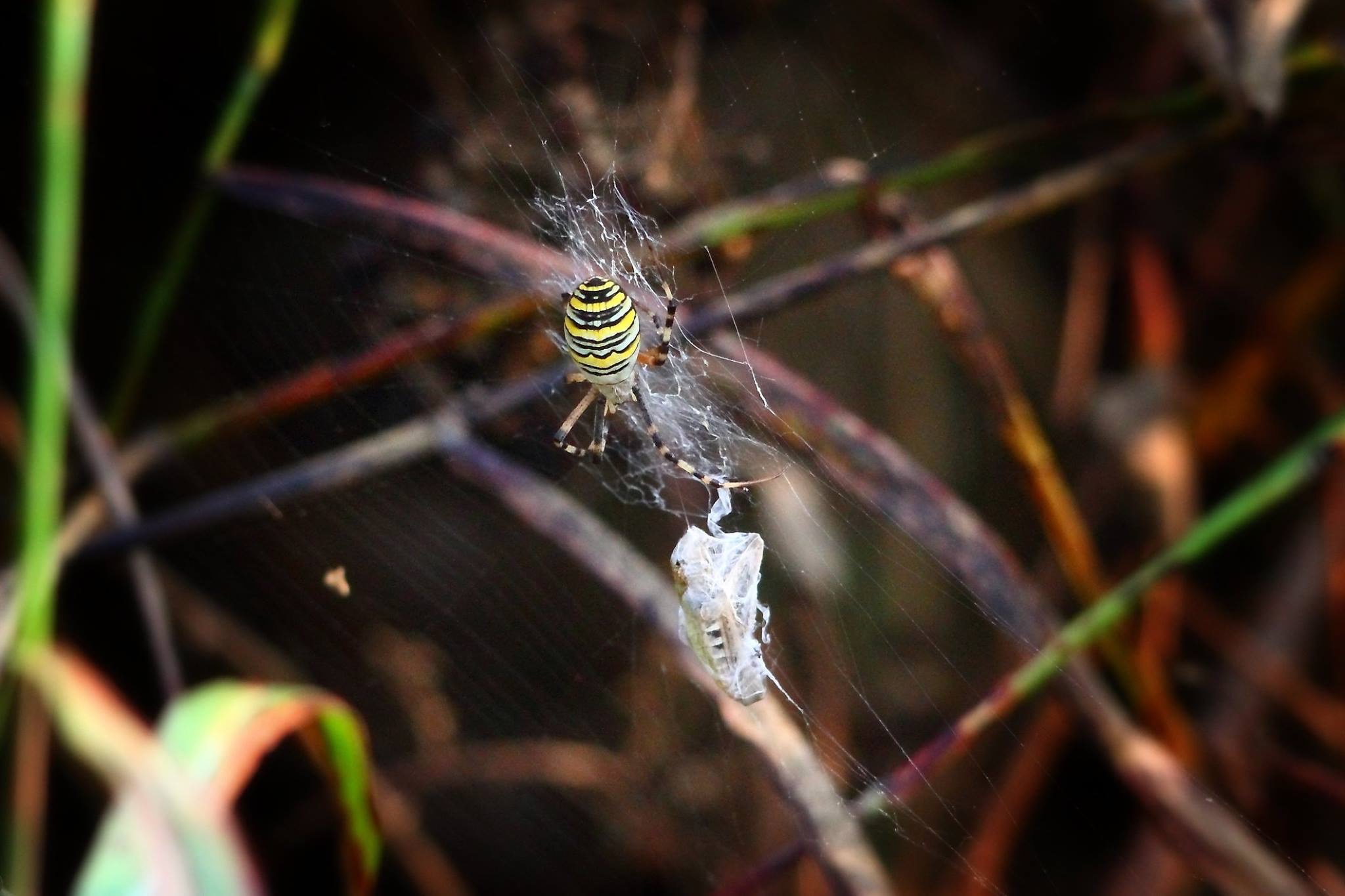 In the spider's web ...