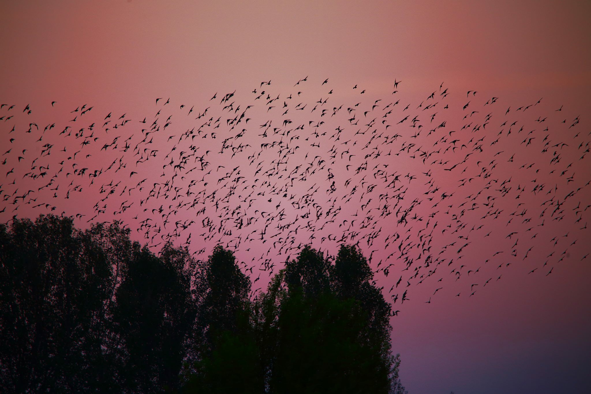 Flock at sunset