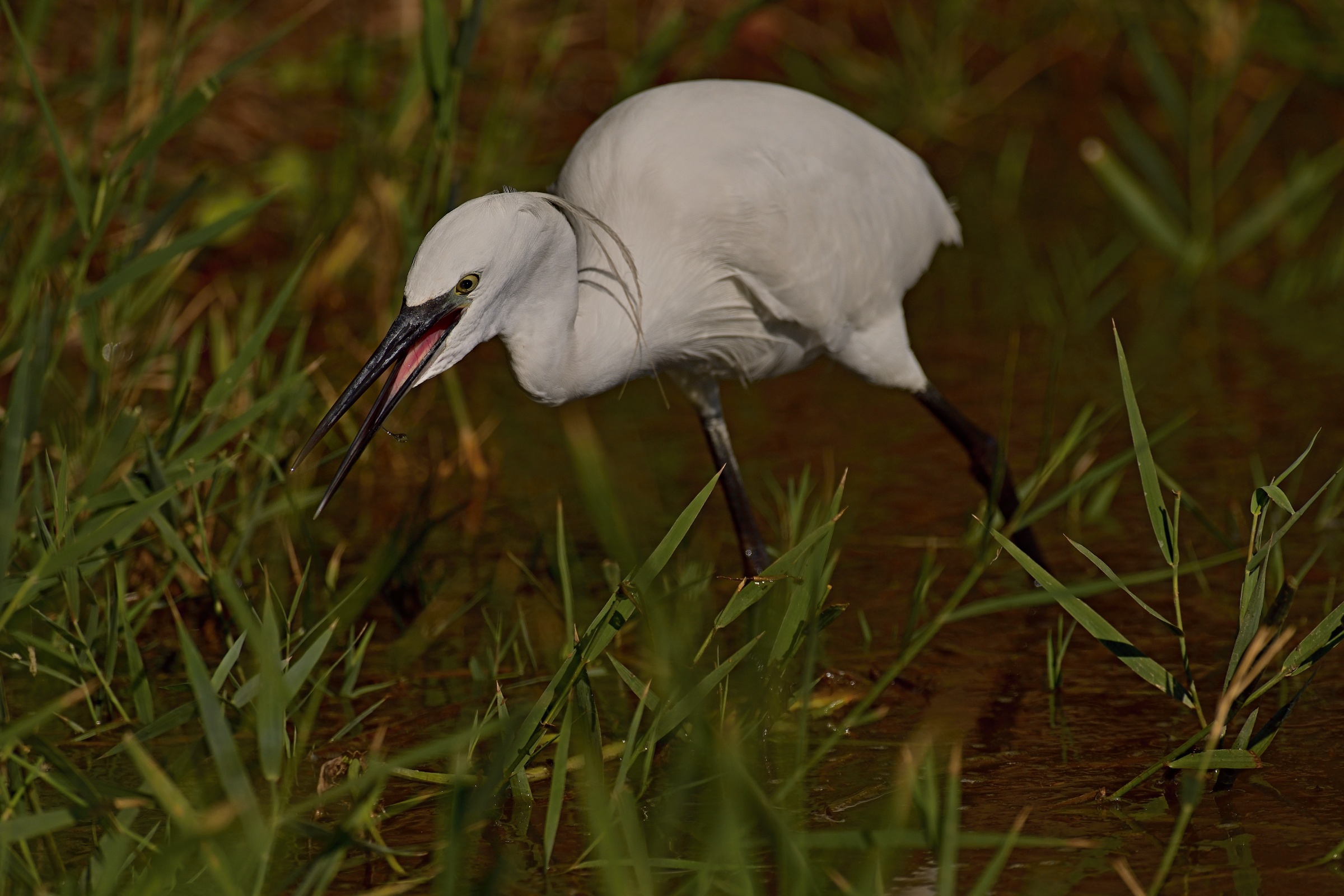 hungry egret