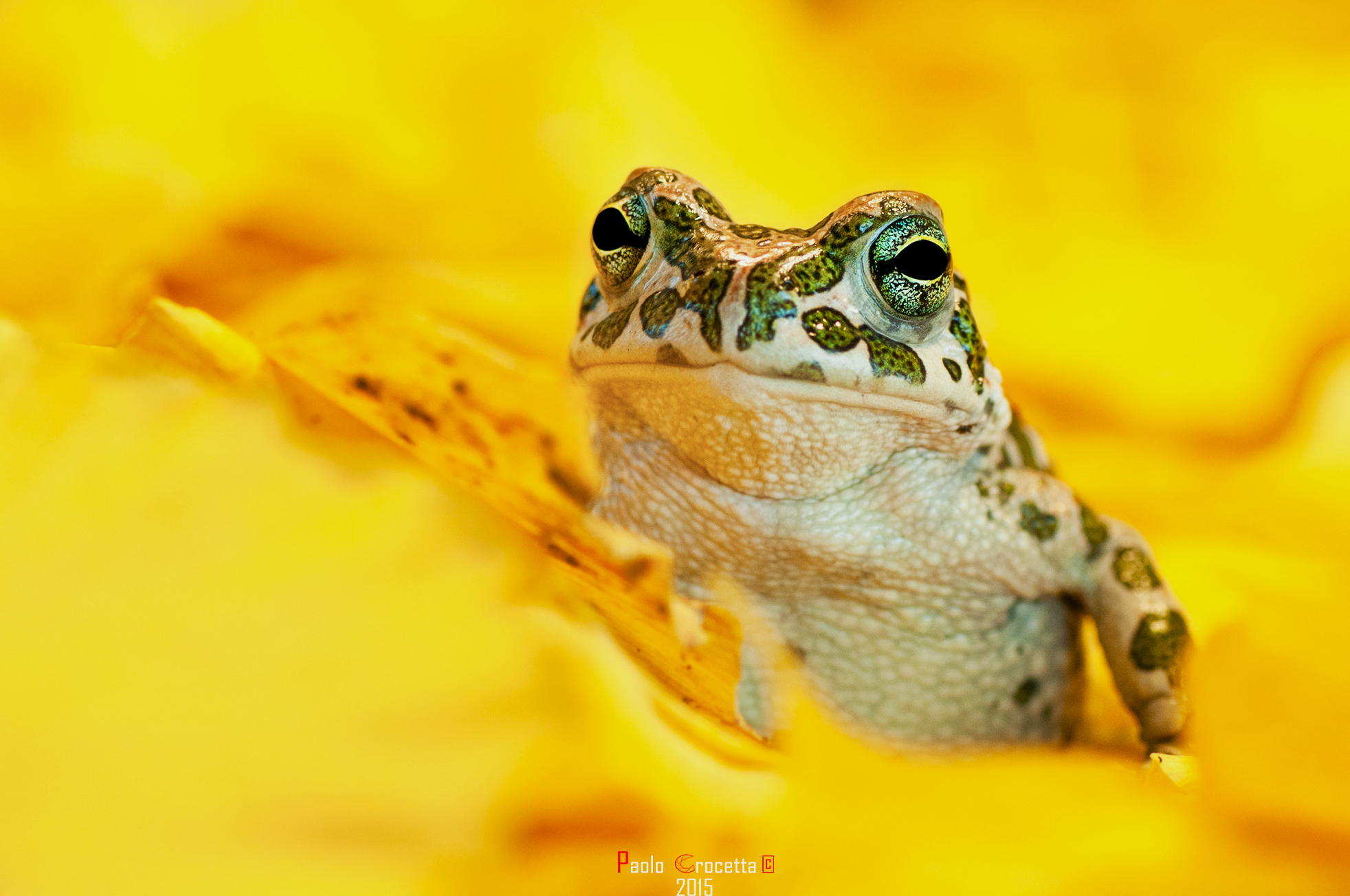 between the leaves of Gynko