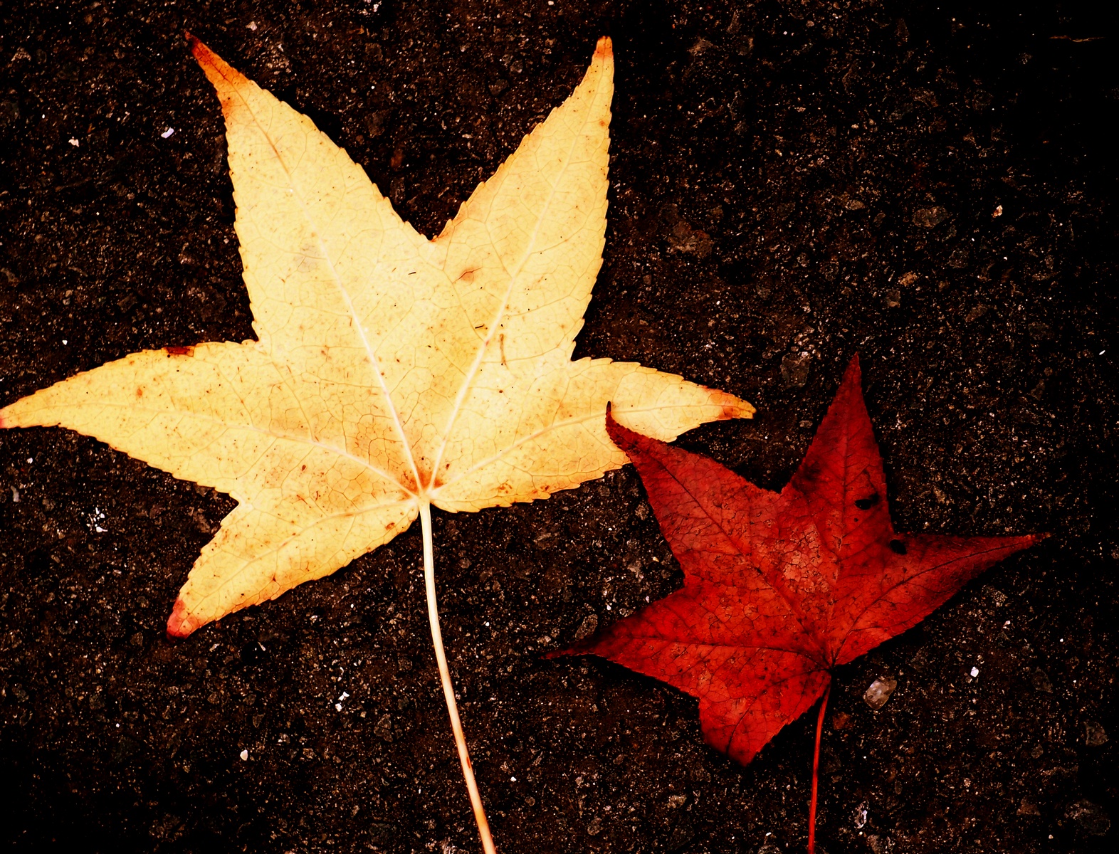 Autunno da marciapiede