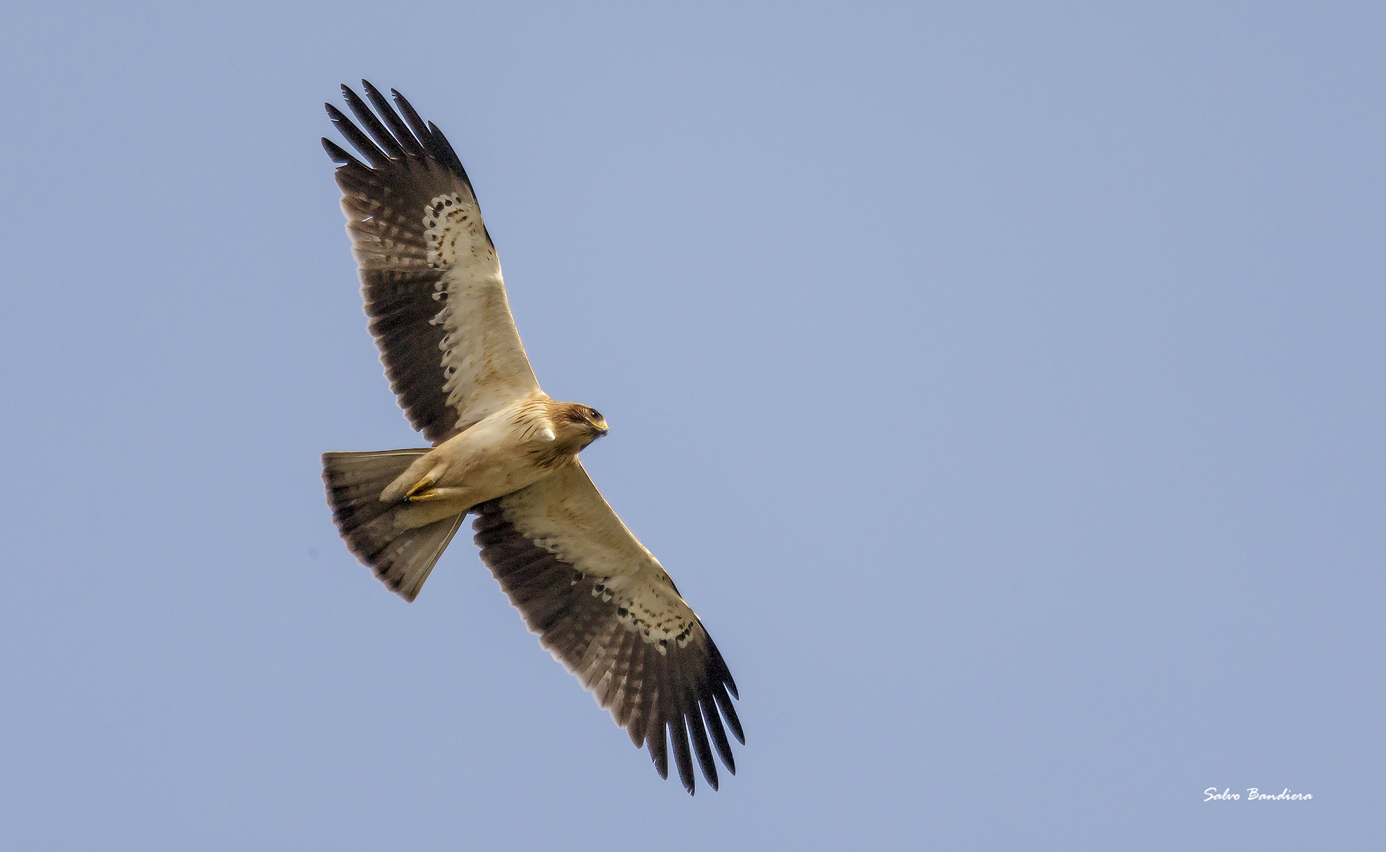 Hieraaetus pennatus (Aquila minore) crop.