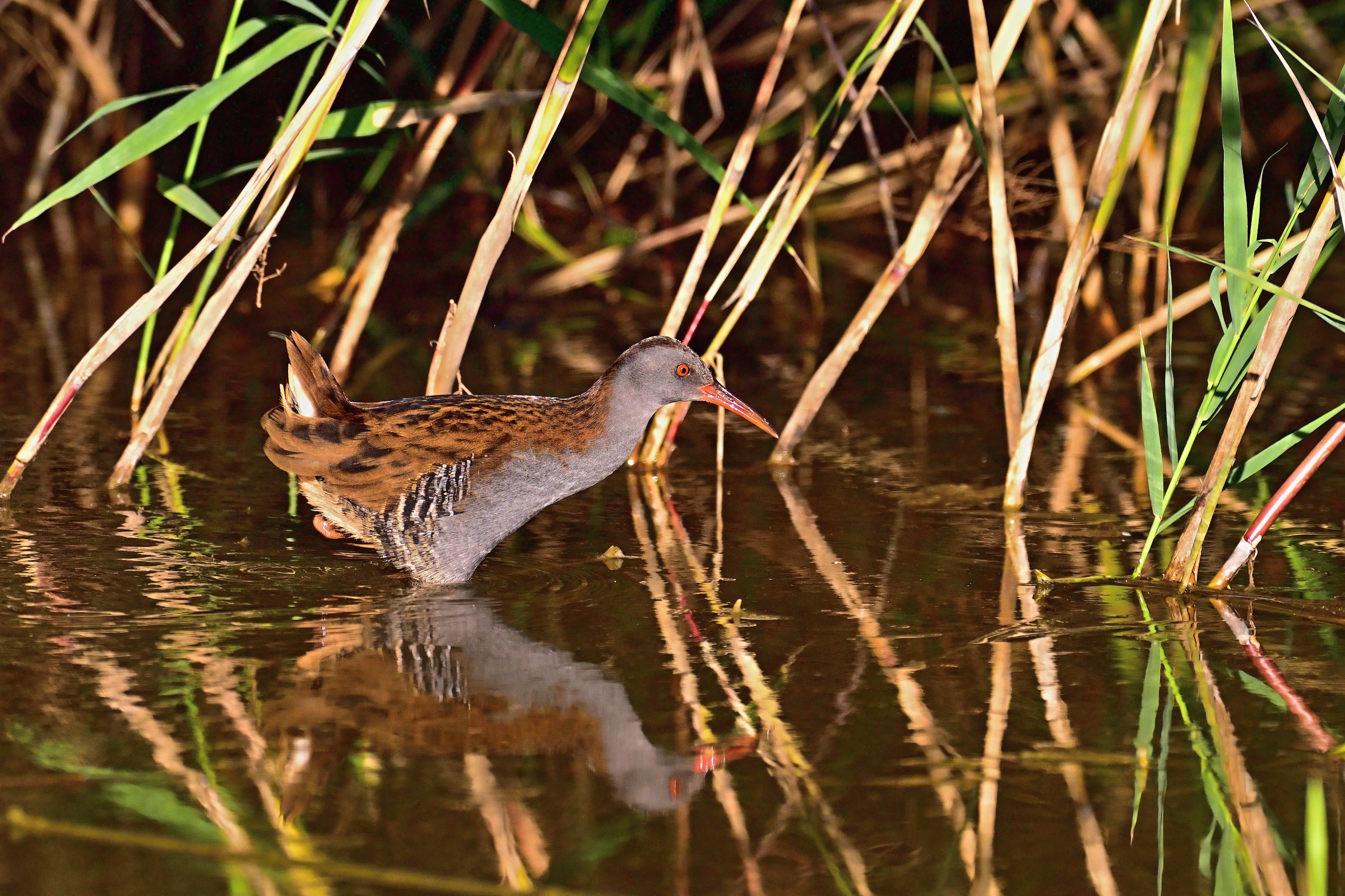Water Rail