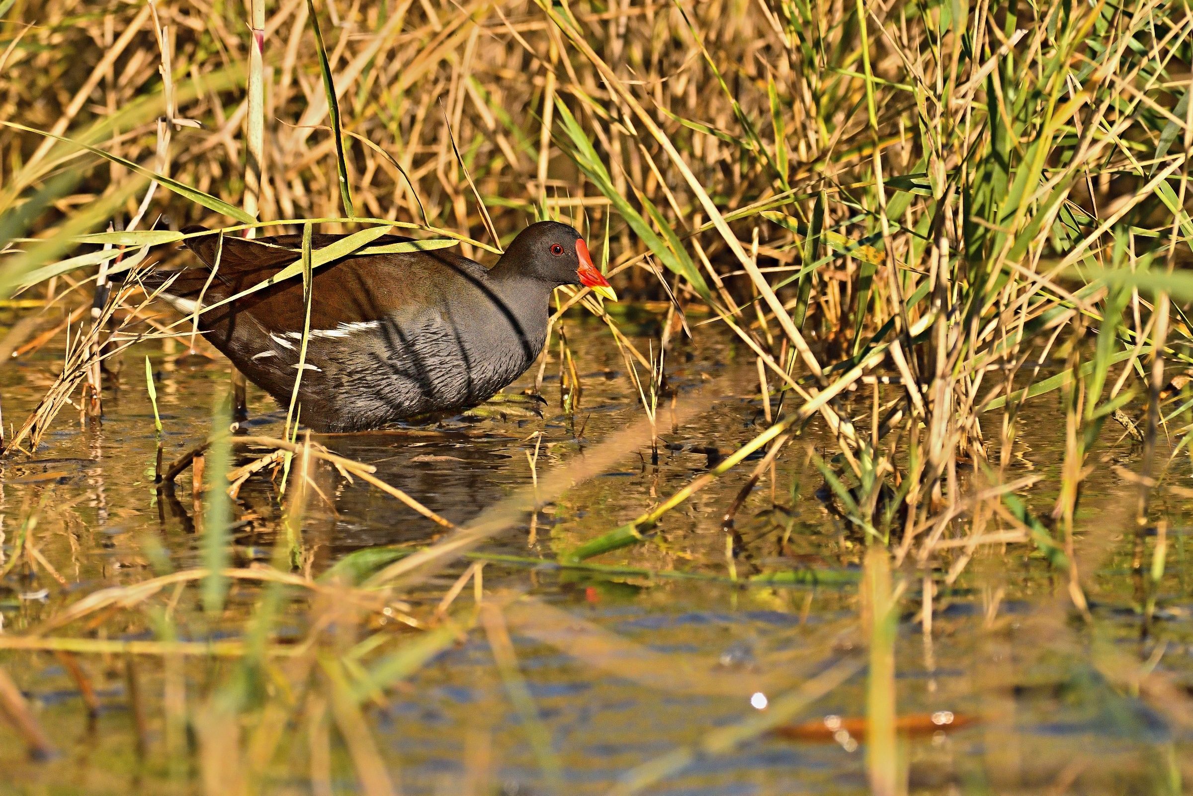 Moorhen