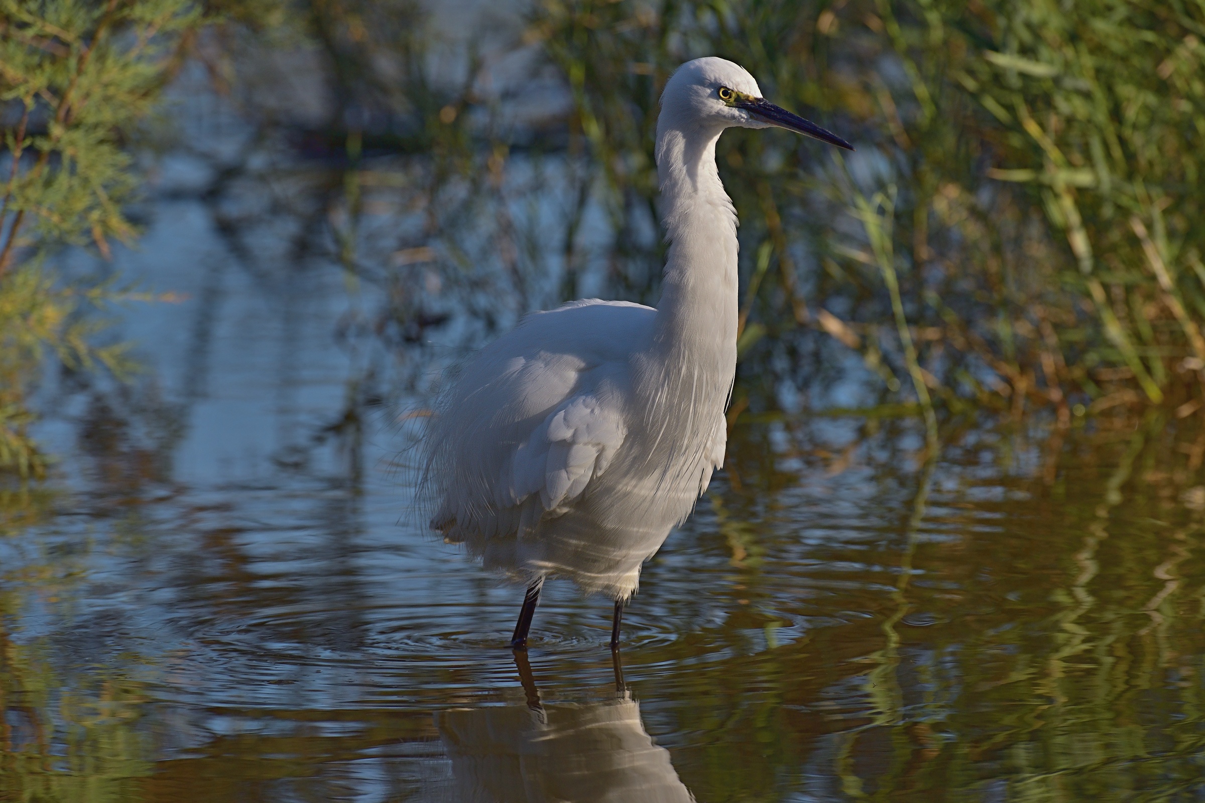 Egret ... disheveled