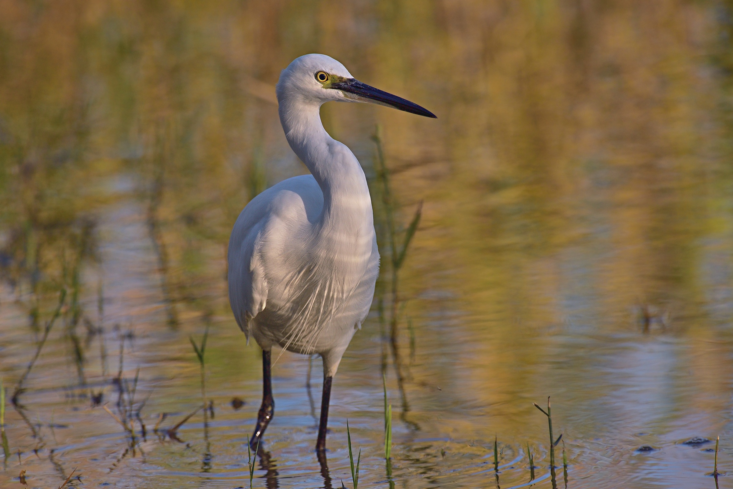 Egret at sunset