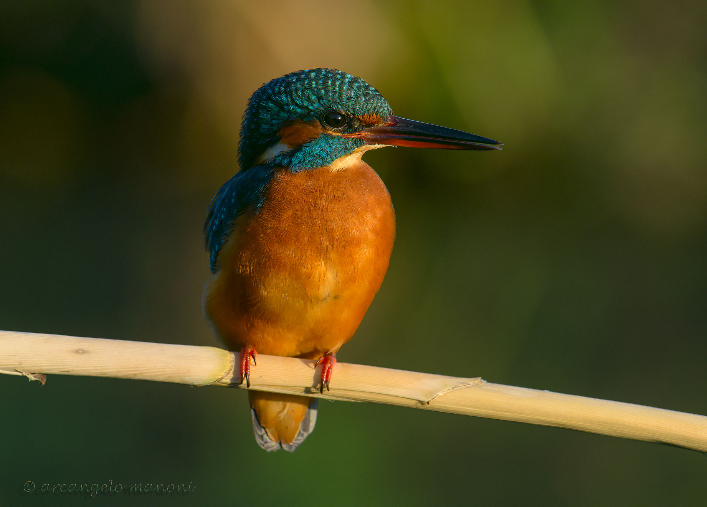Espressione da martina