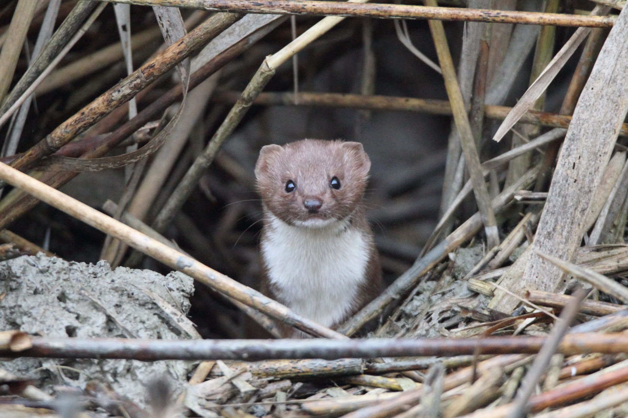 A nice Weasel