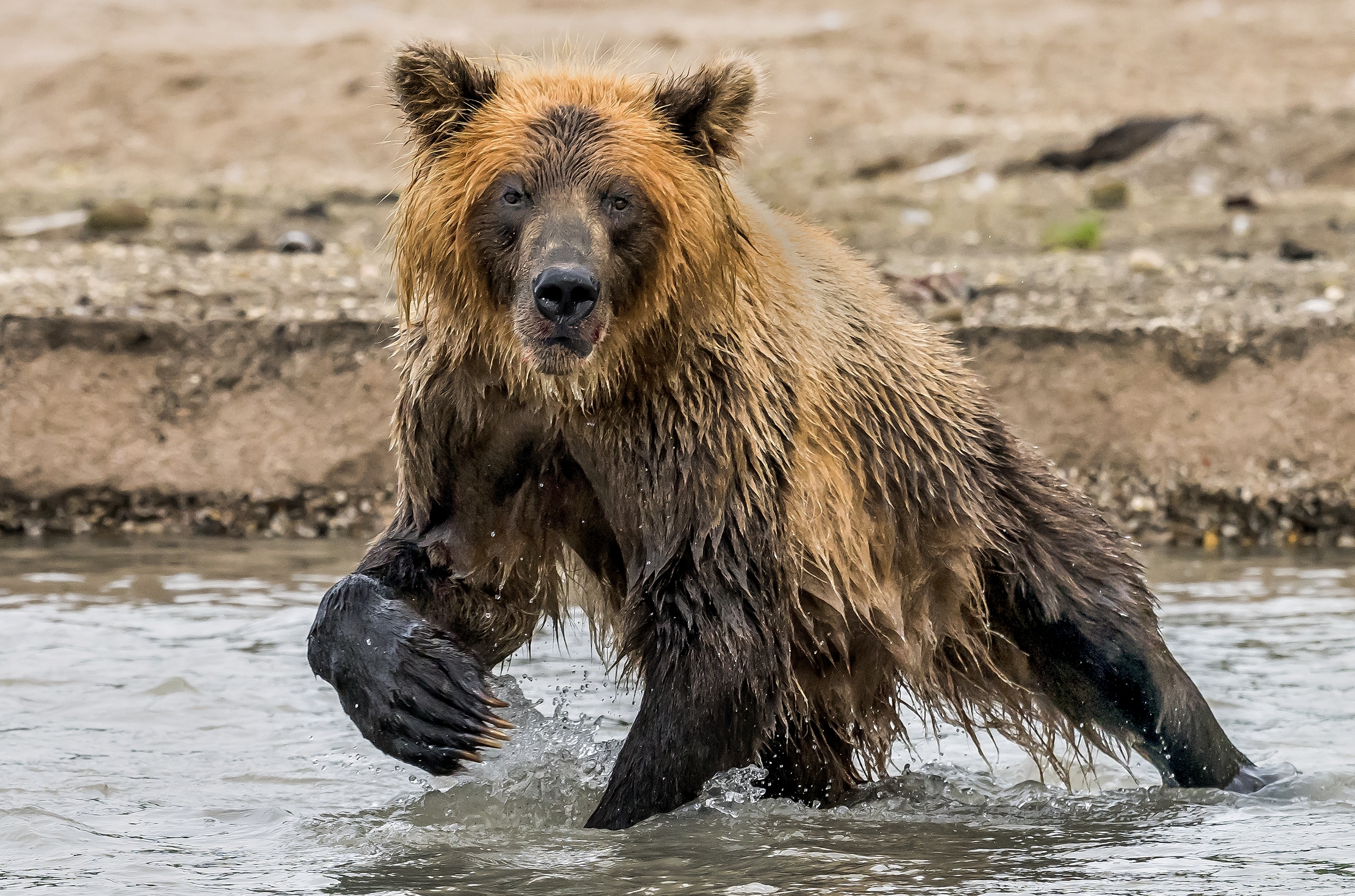 Kamchatka 2016 - Bear