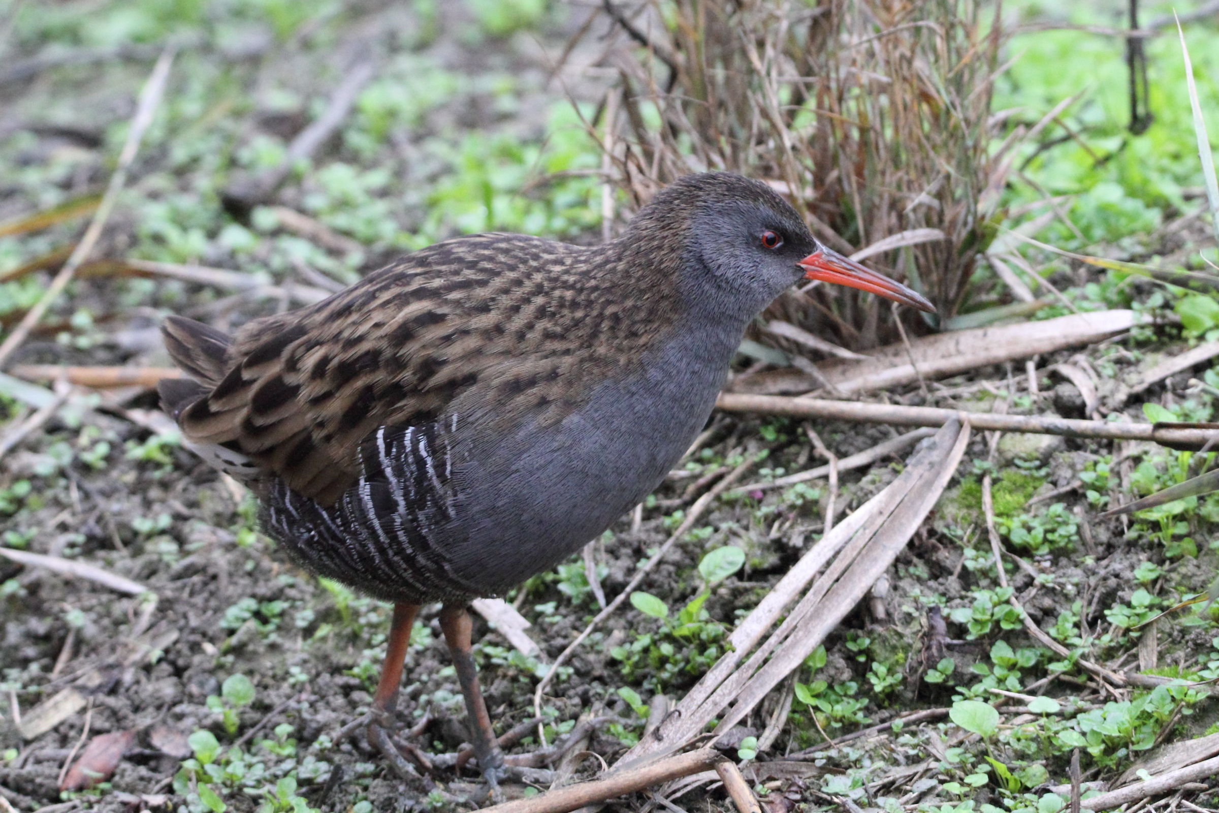 The more water rail travel