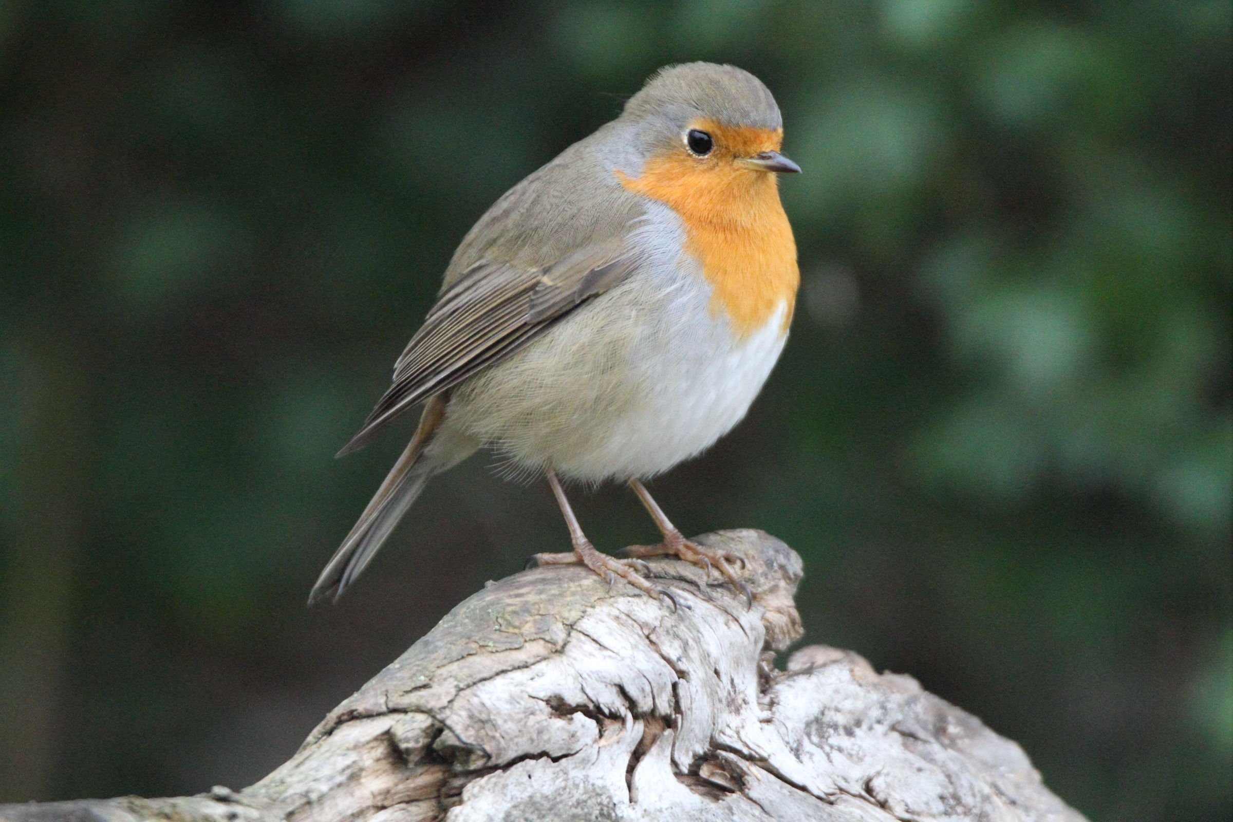 Robin at 6400 iso !!!!