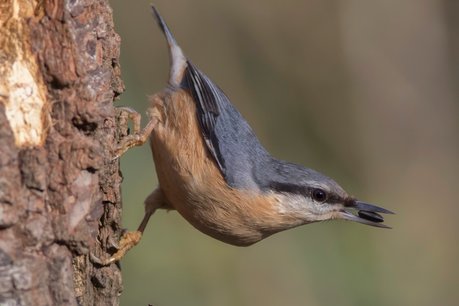 nuthatch