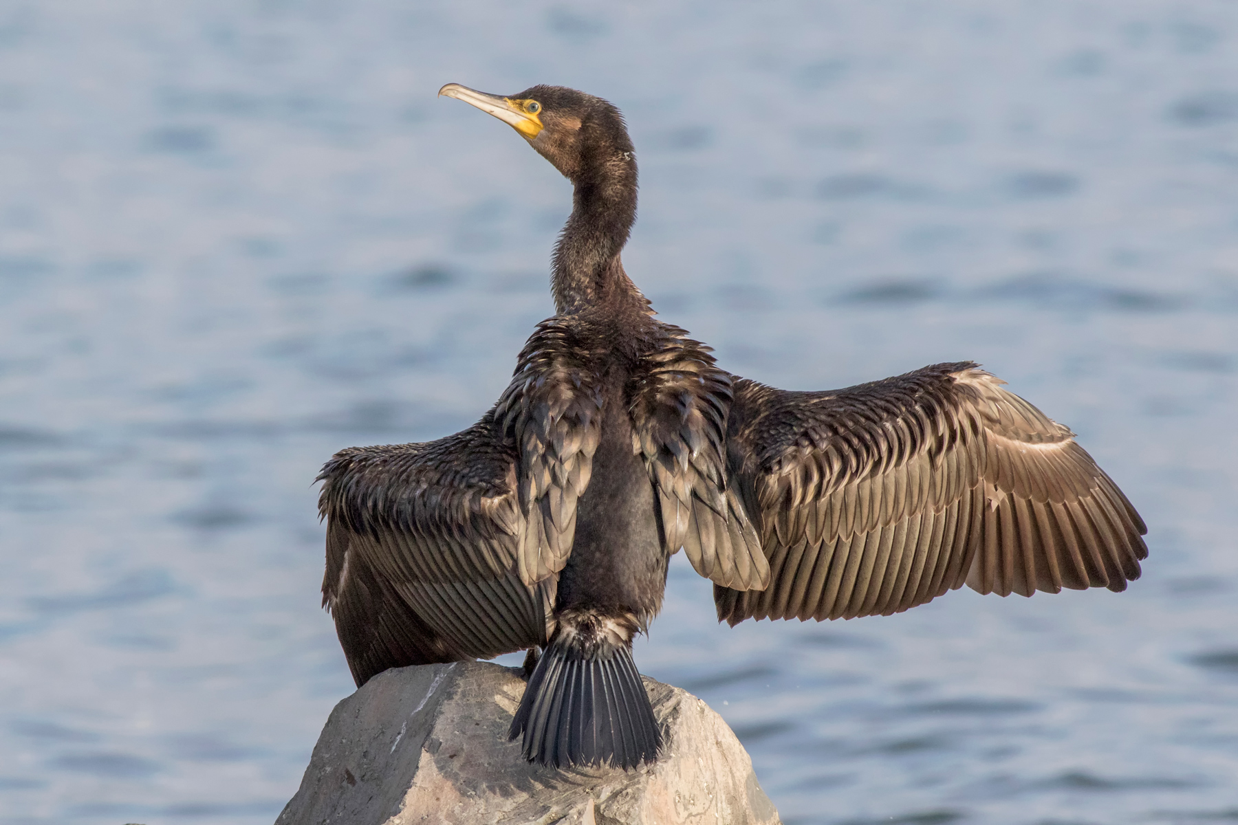 Cormorano