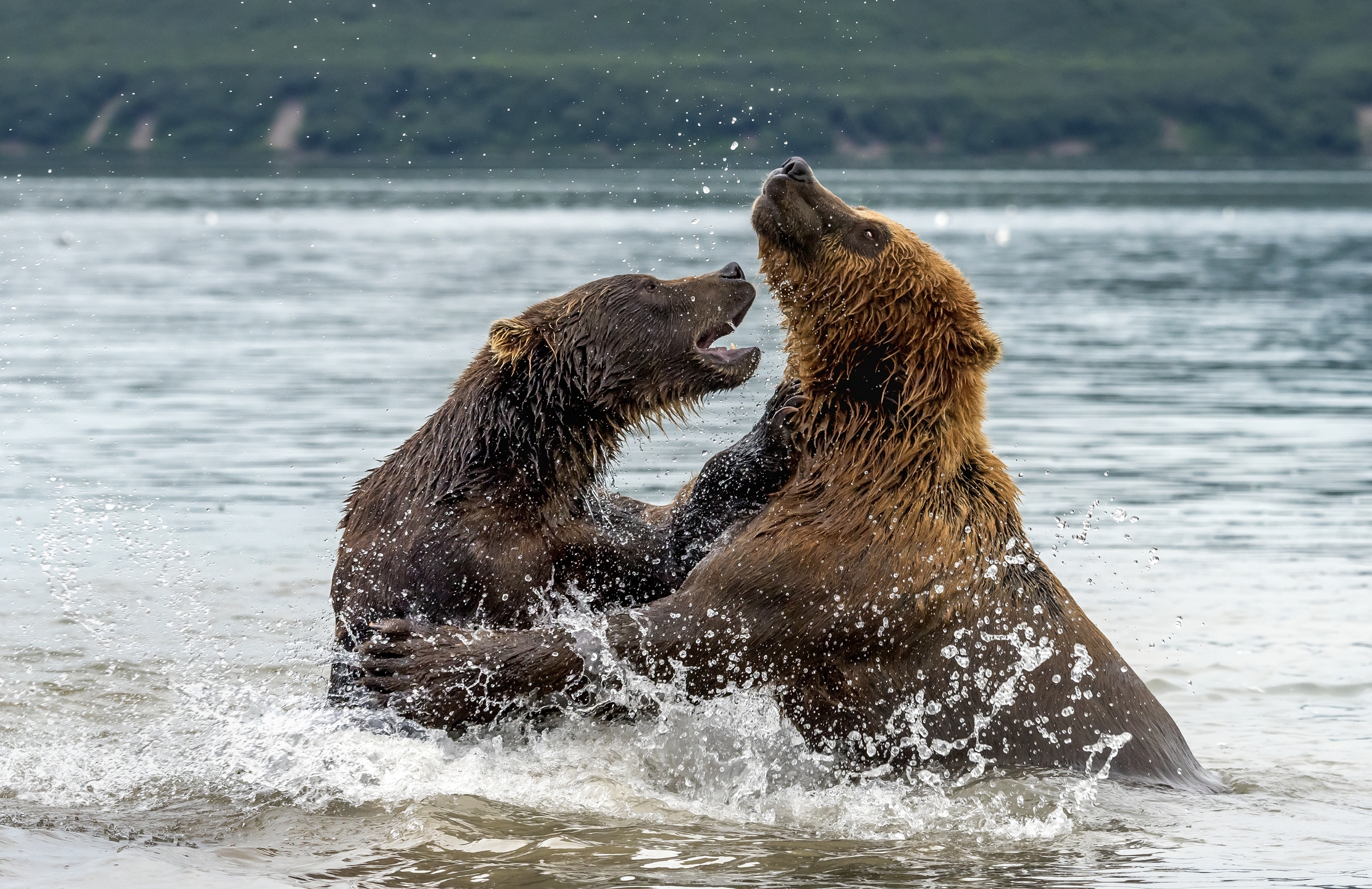 Kamchatka 2016 -Confronti