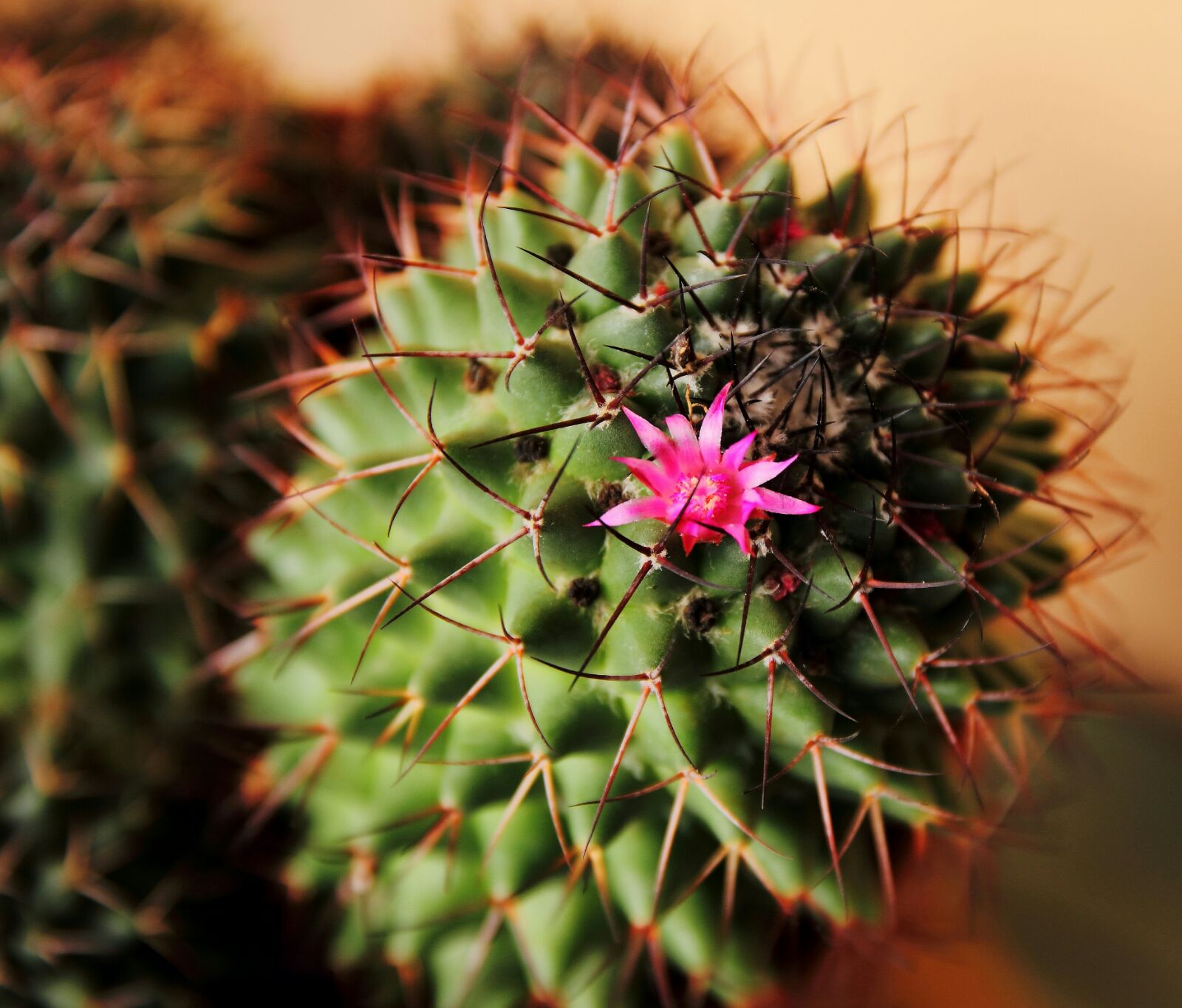 Even the cacti have flowers