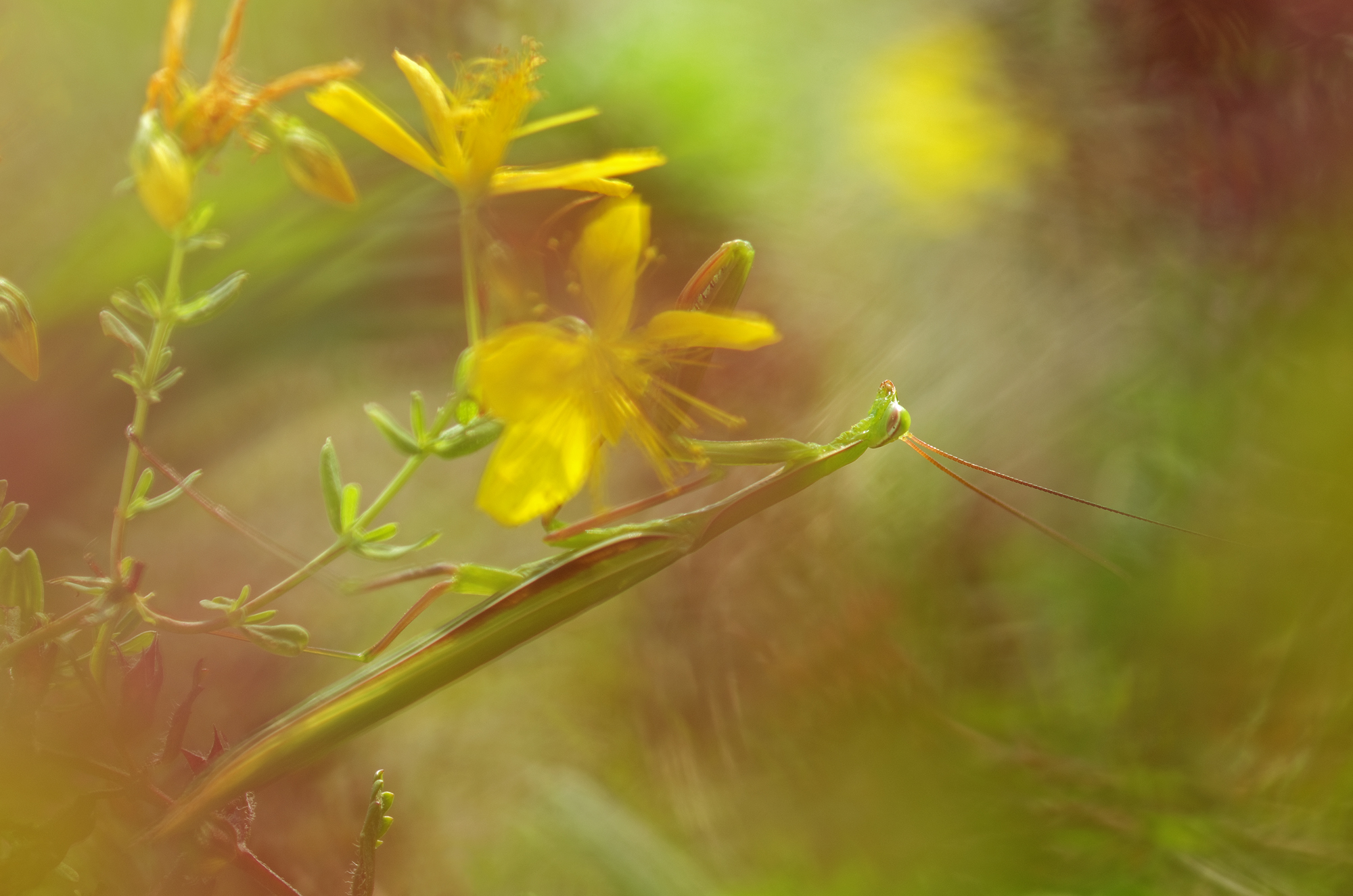 Looking through the grass