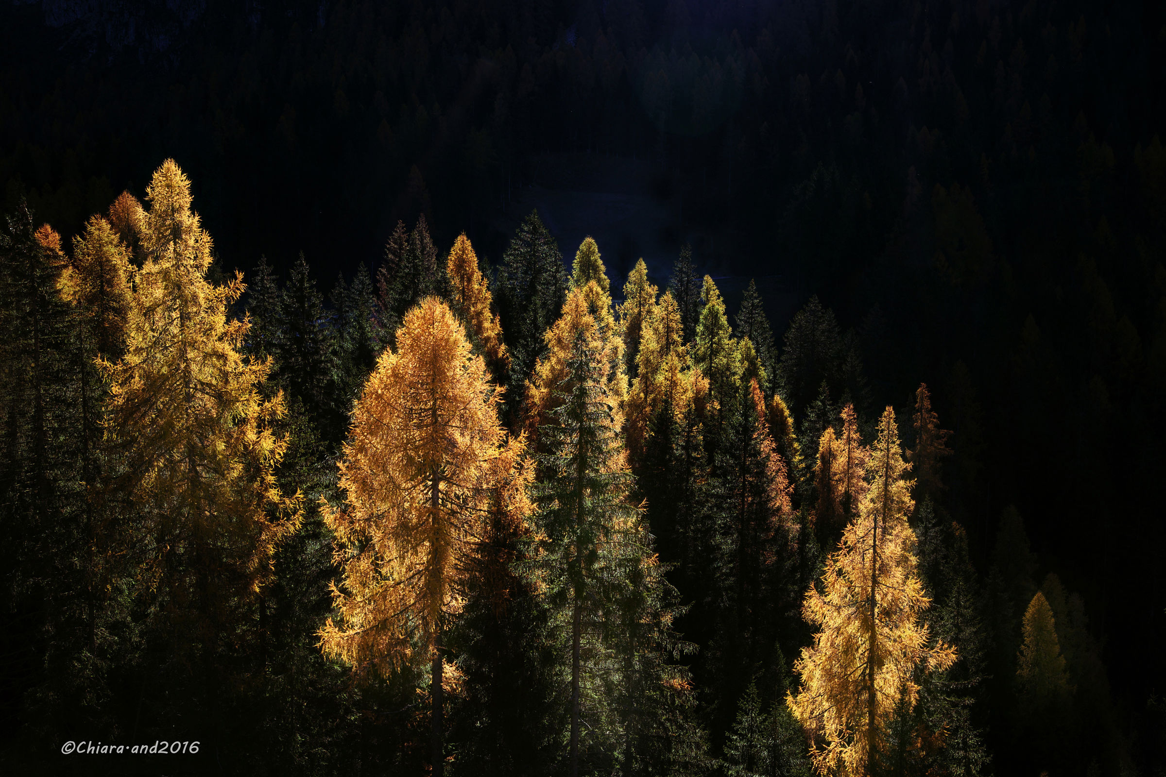 I pennelli  dell'  autunno ....