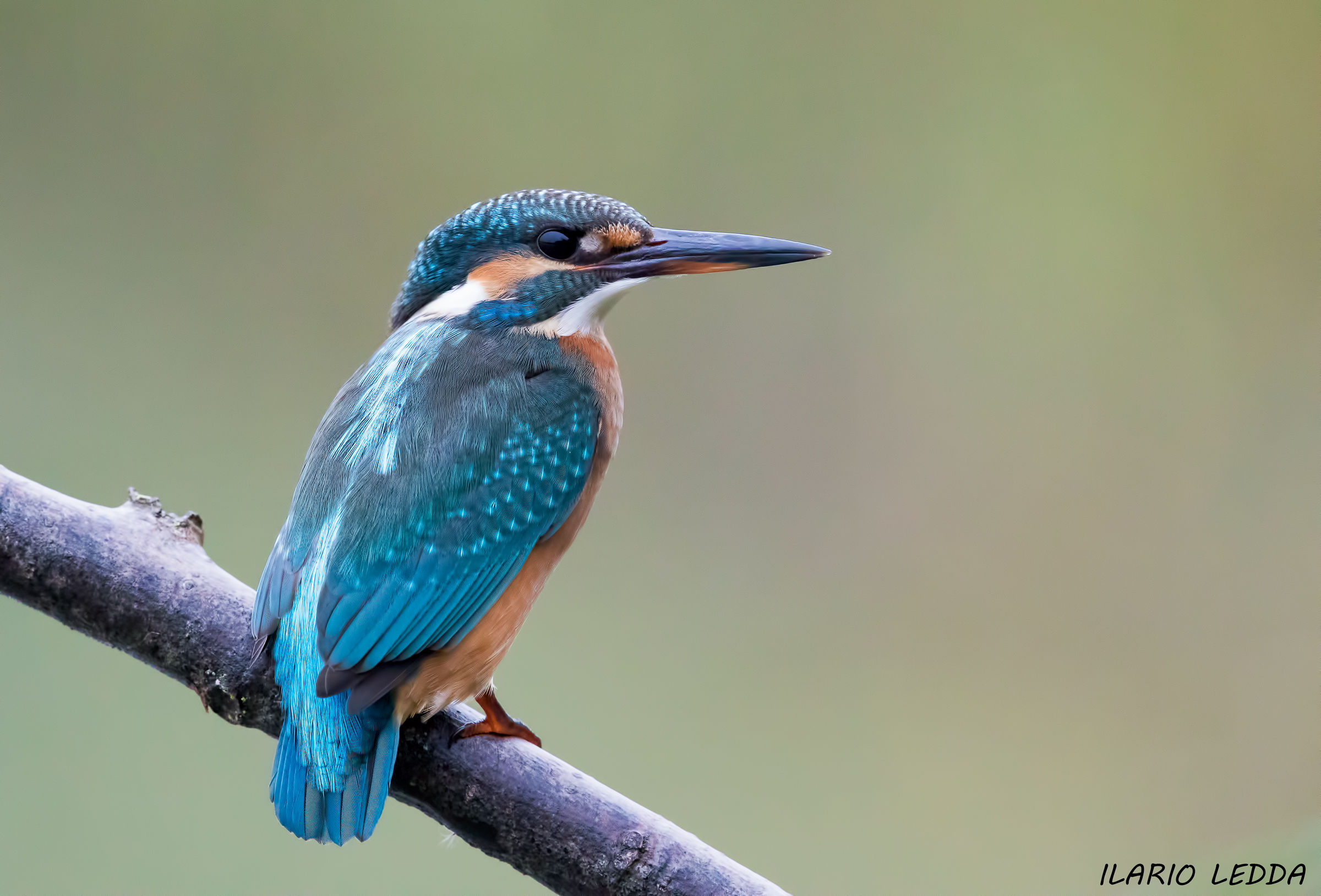 Martino senza luce 3