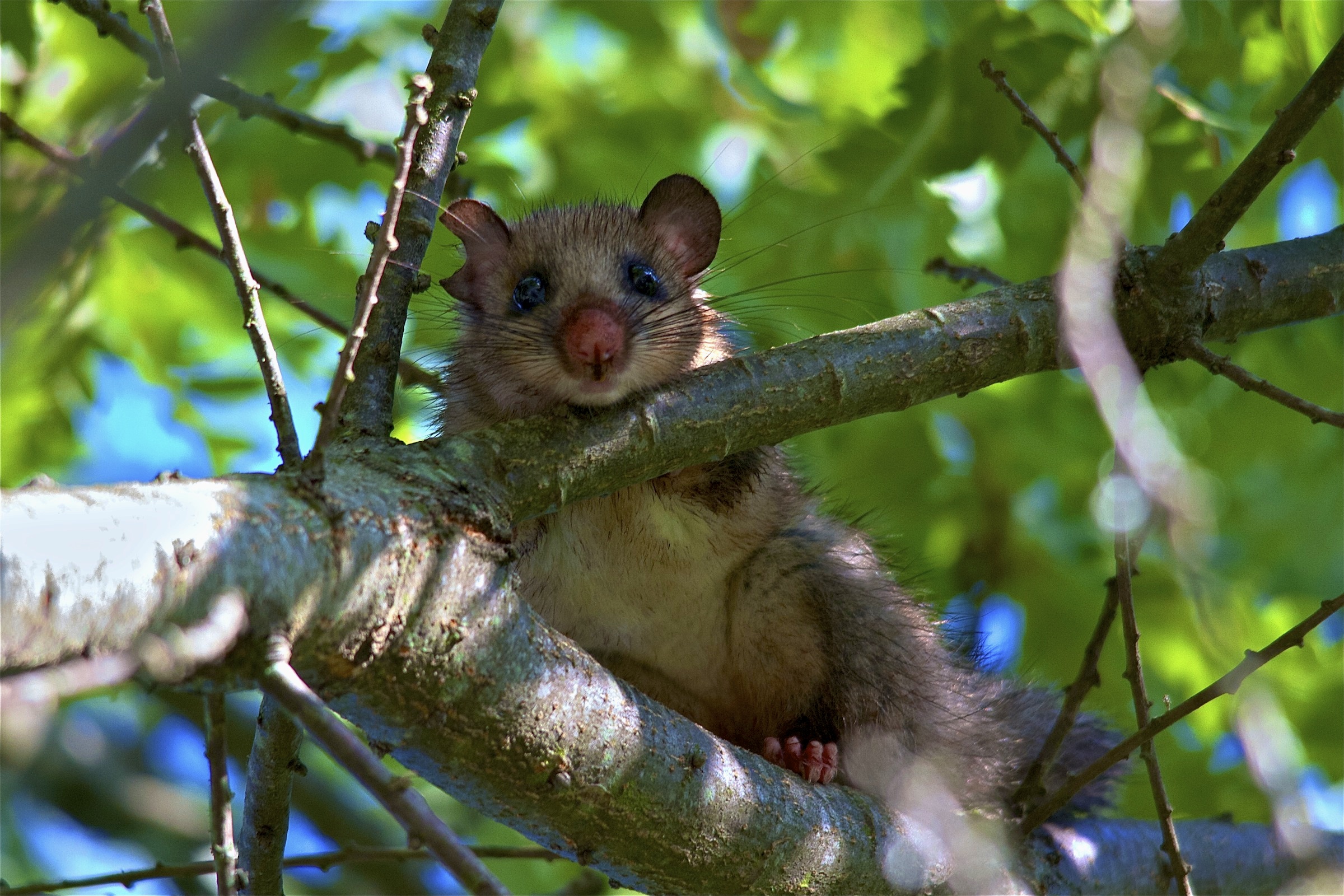 the middle ear, he always