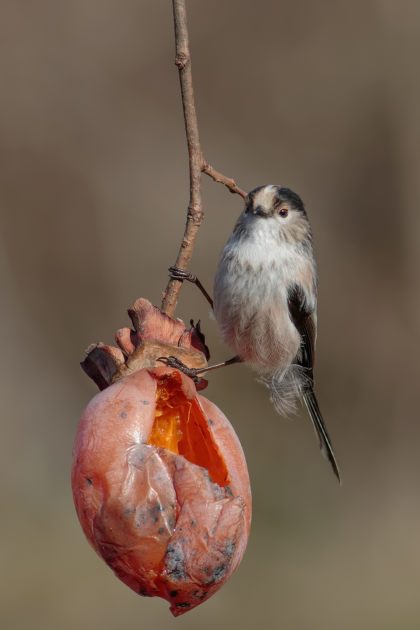 the fruits of autumn