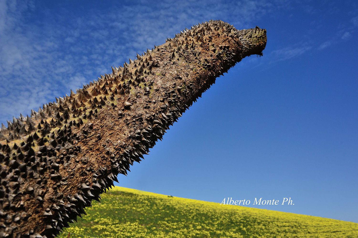 anche se andato fa la sua figura