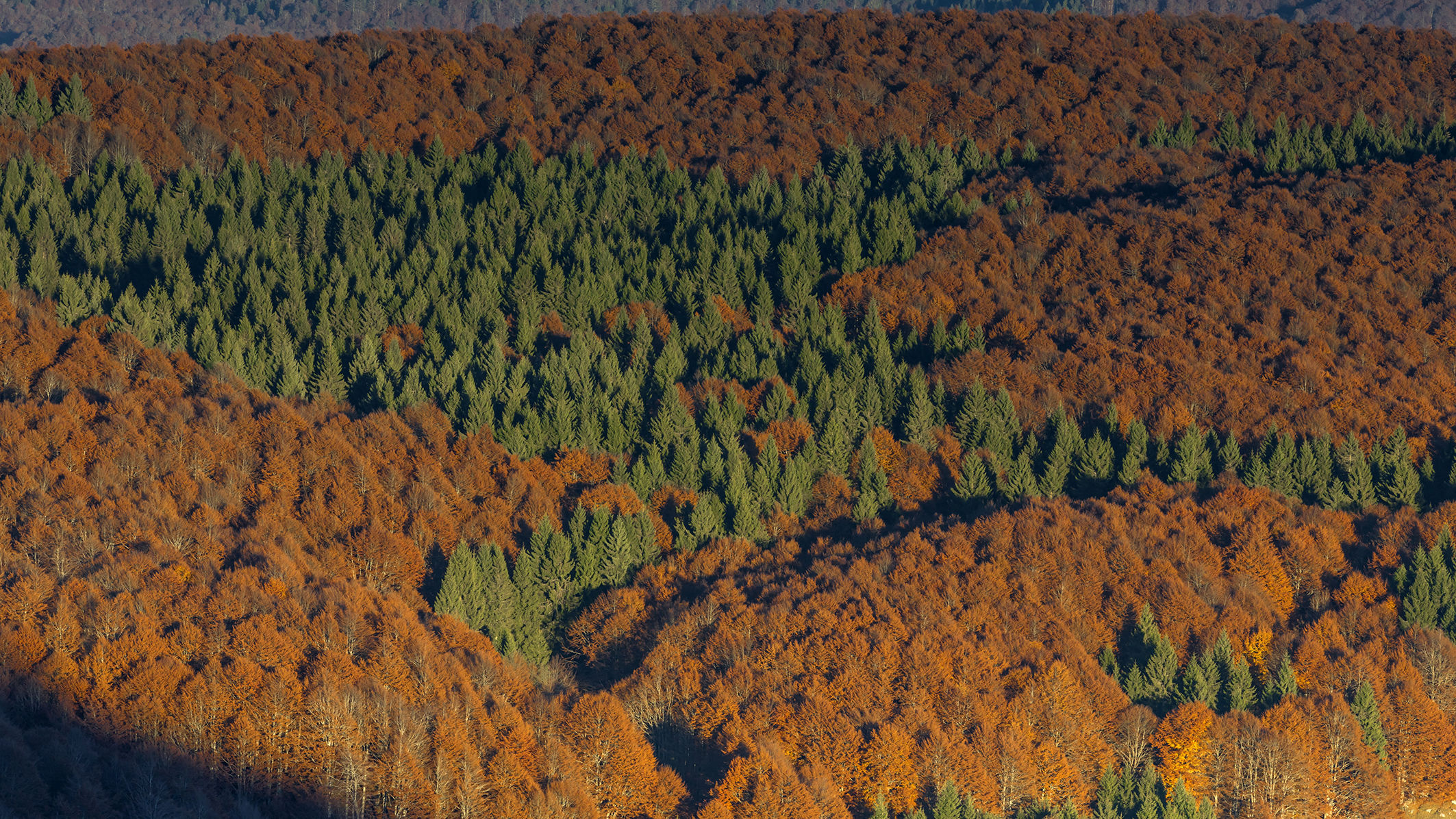 From Mount Pizzoc Cansiglio